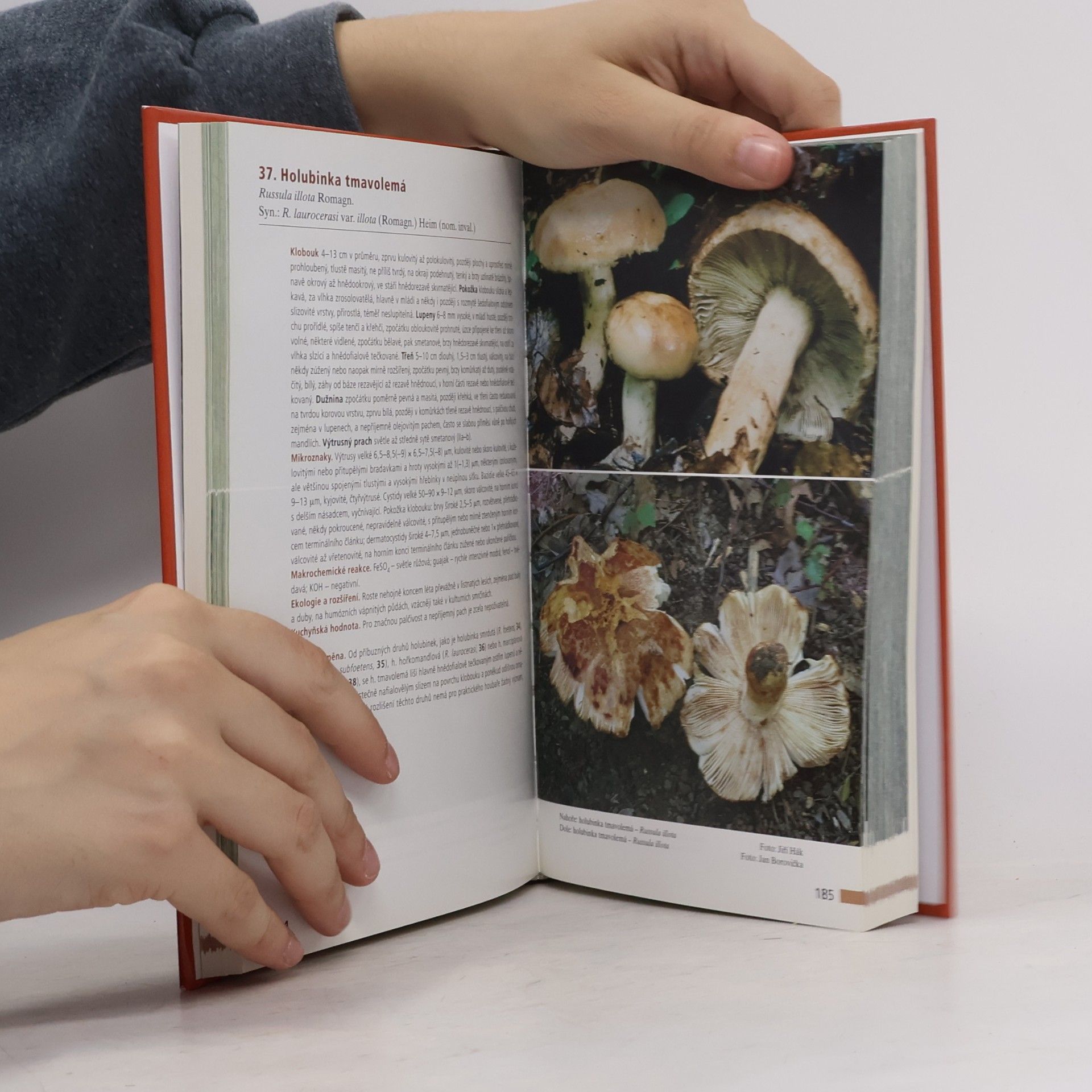 Radomír Socha Holubinky = (Russula)