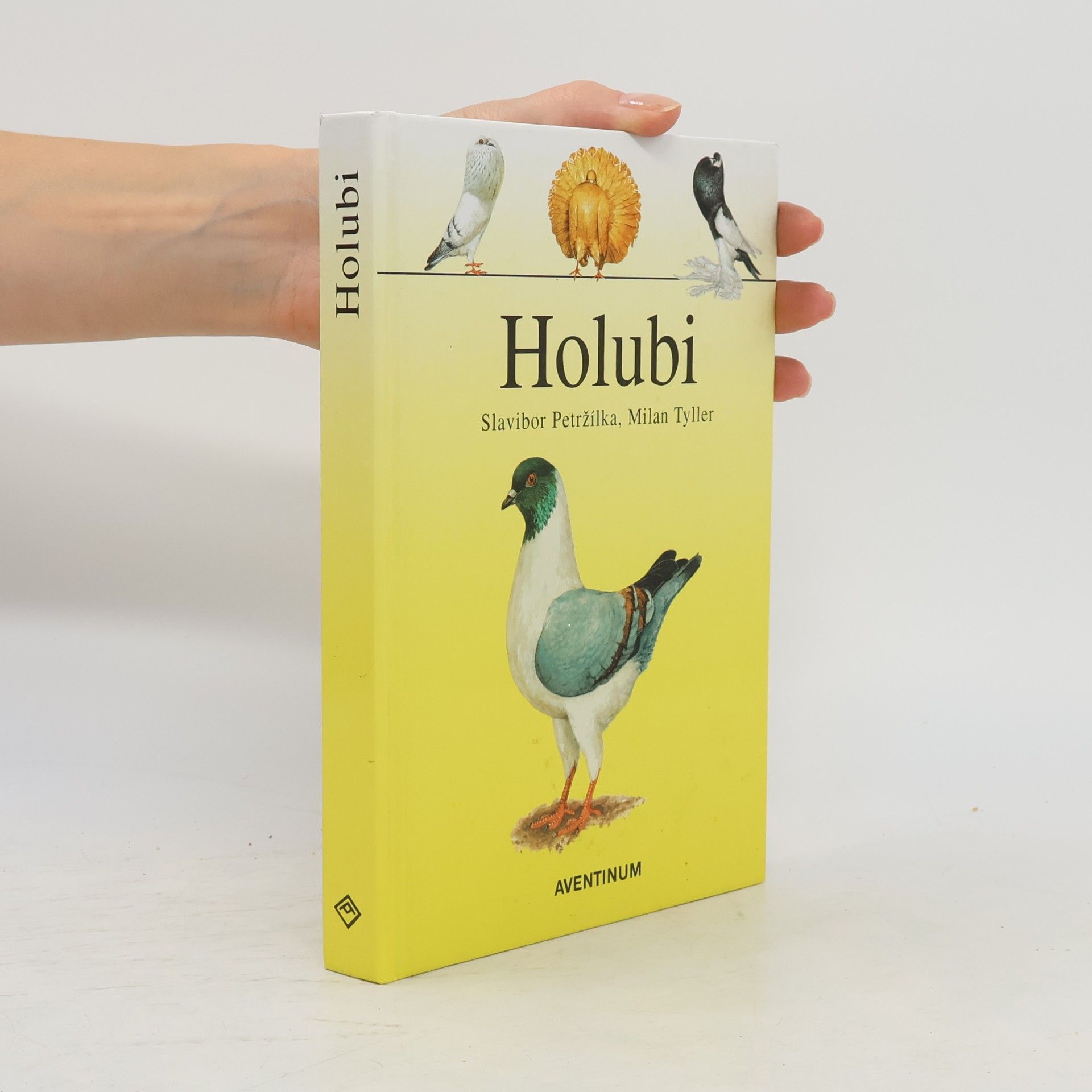 Holubi