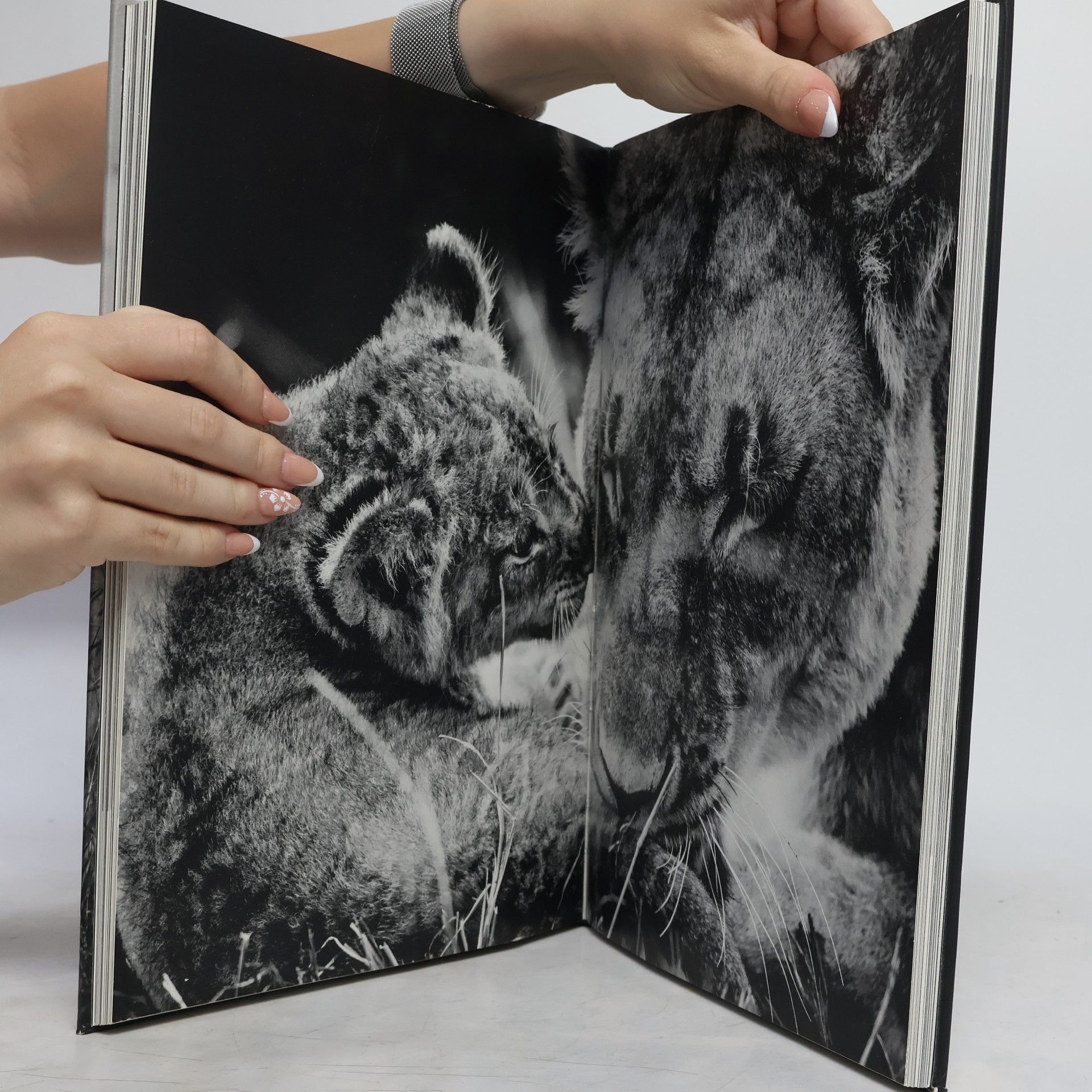 Laurent Baheux Lions