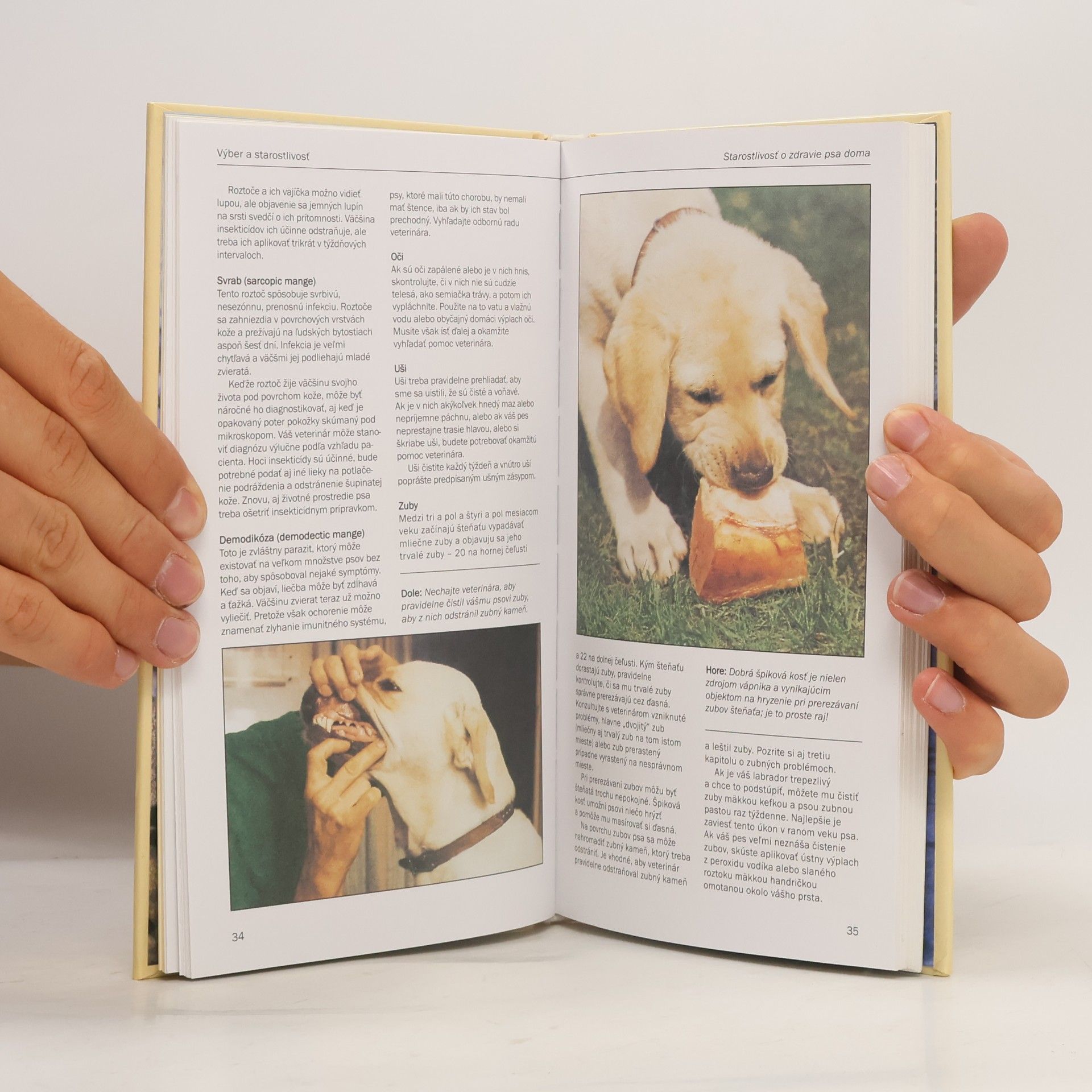Marjorie Satterthwaite Labradorský retriever