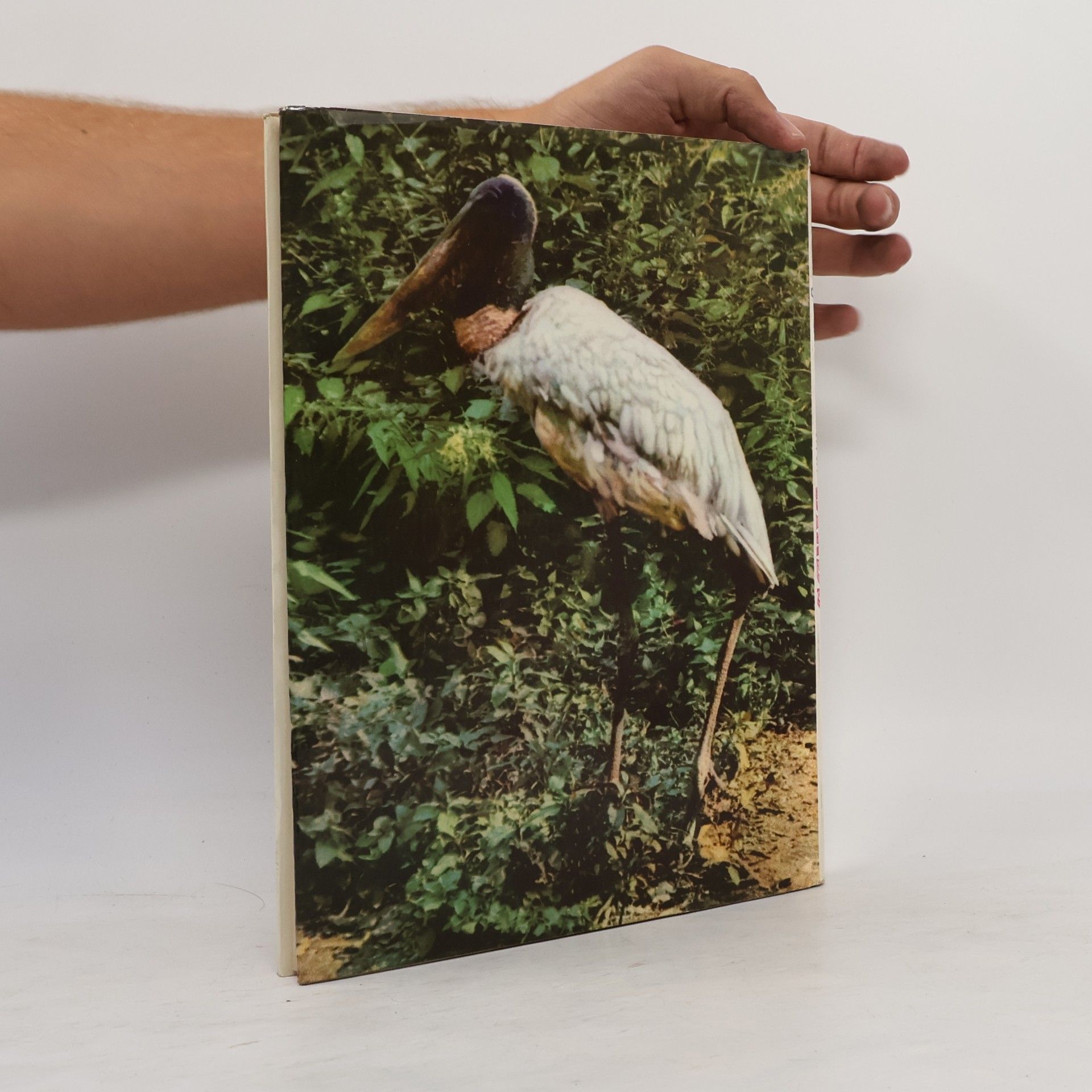 Seget Josef Strange and Beautiful Birds