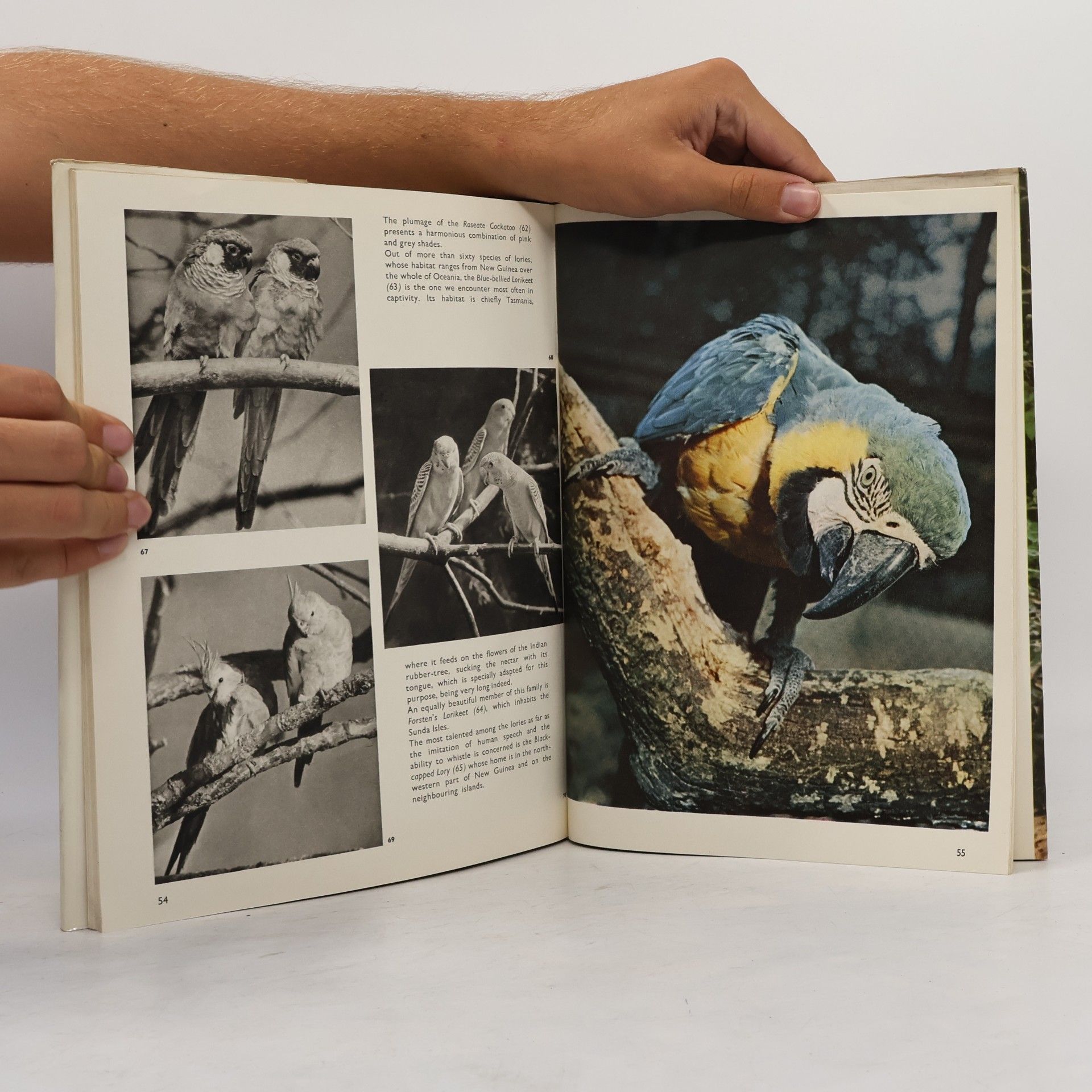 Seget Josef Strange and Beautiful Birds