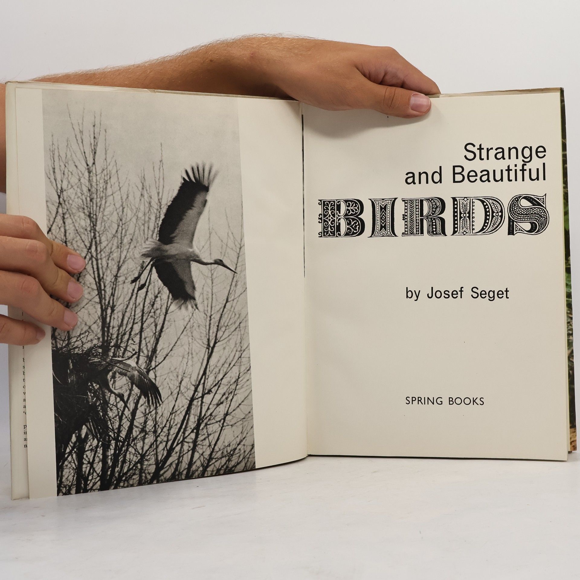 Seget Josef Strange and Beautiful Birds
