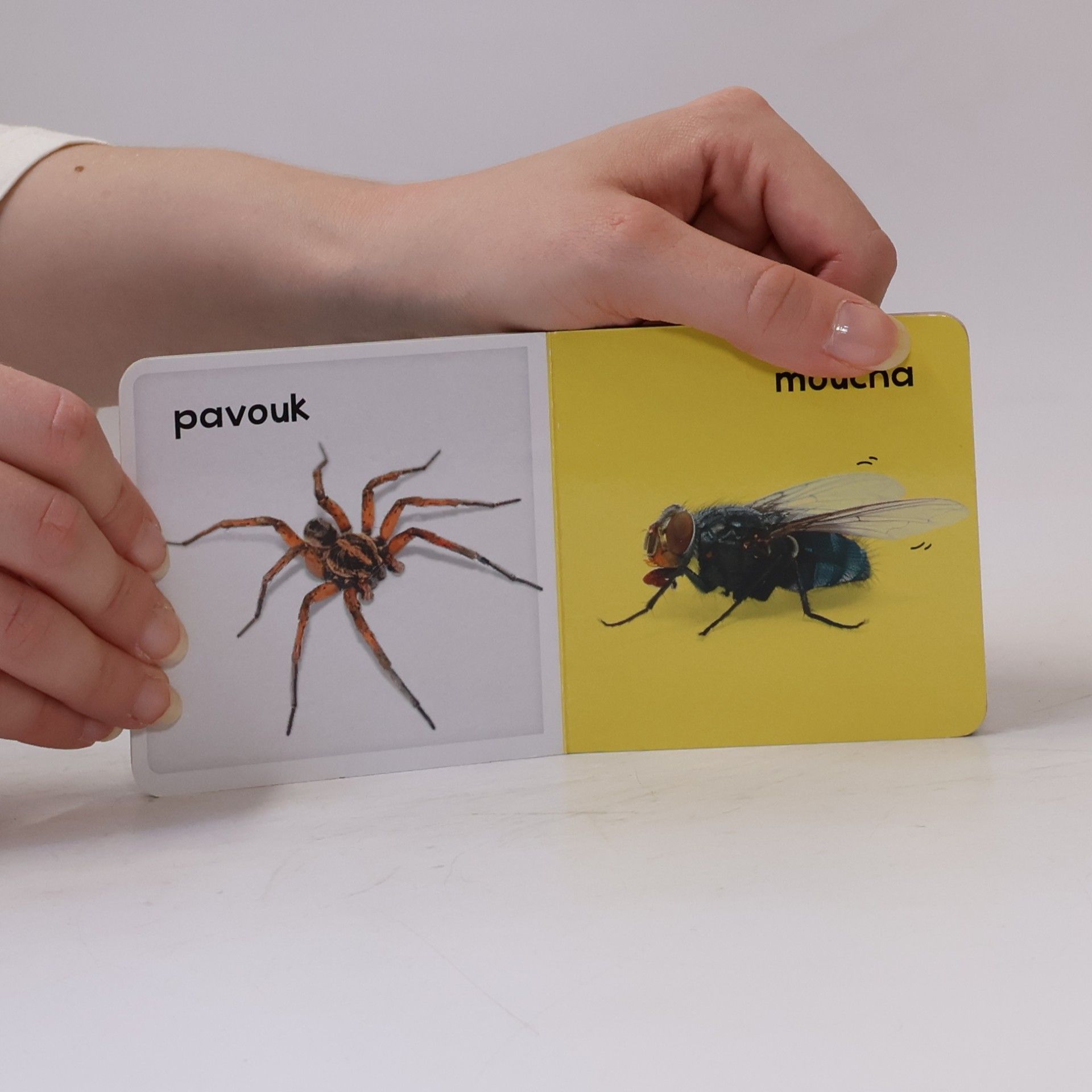 Kolektiv autorů Hmyz a pavouci