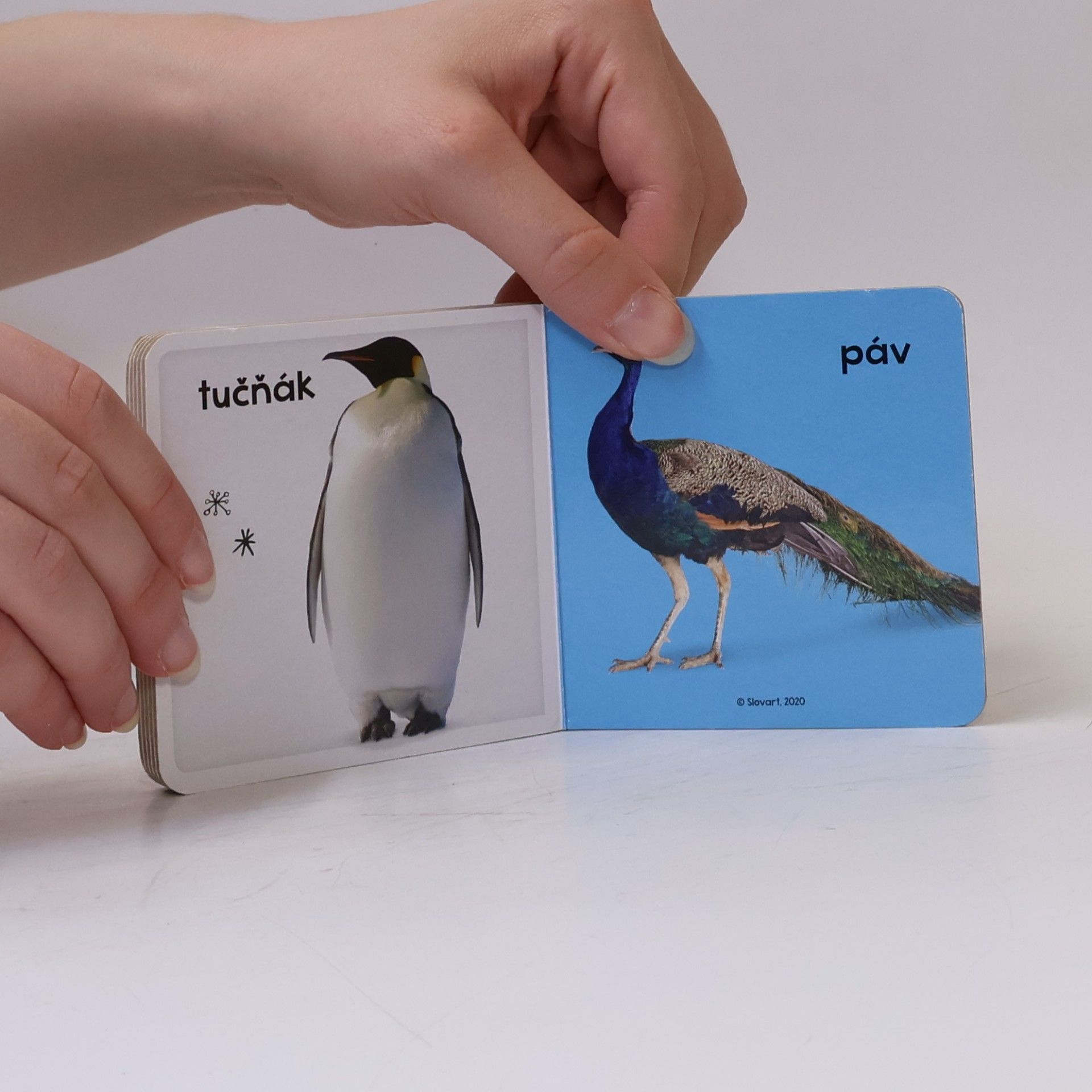 Kolektiv autorů Ptáci