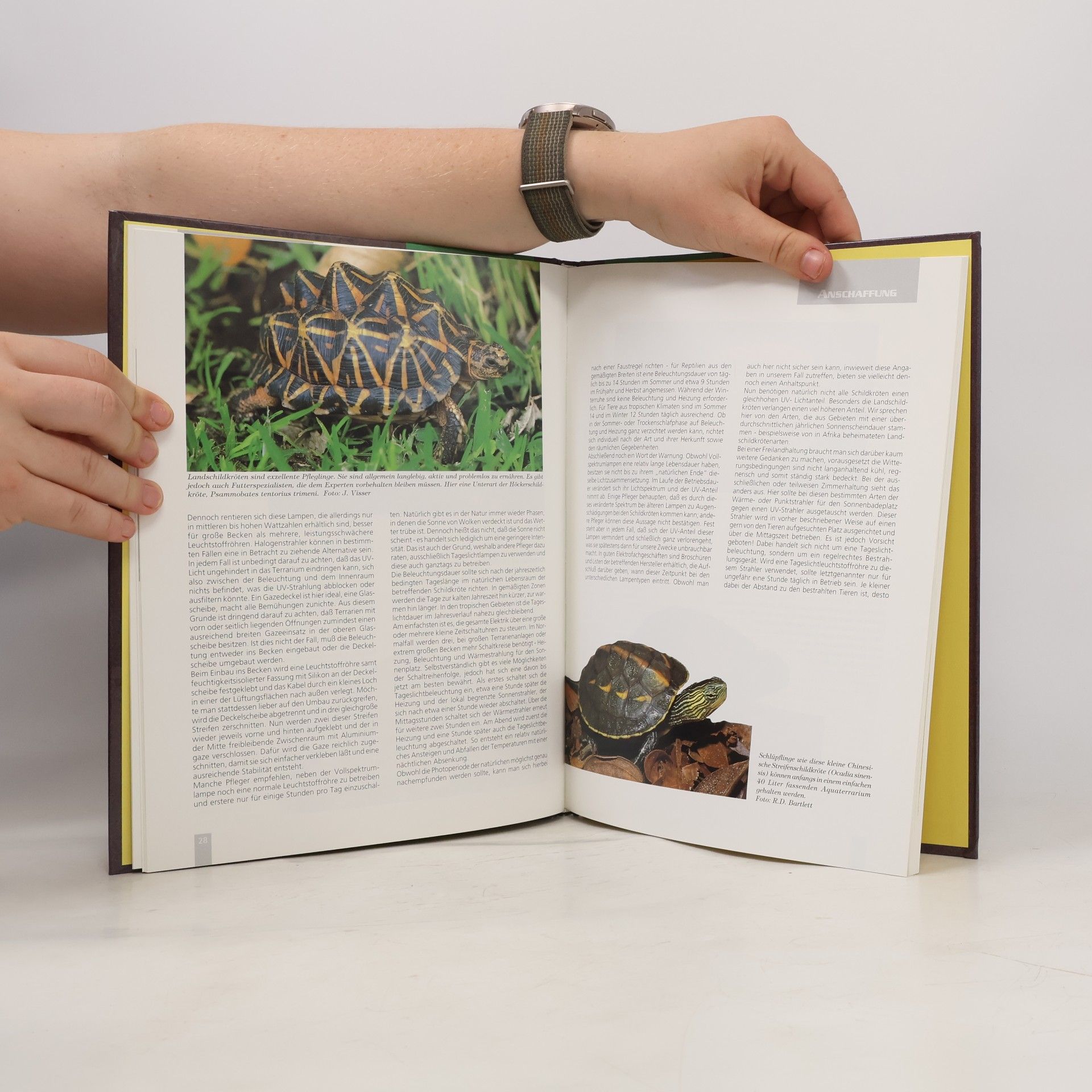 Wil Mara Wasser- und Landschildkröten