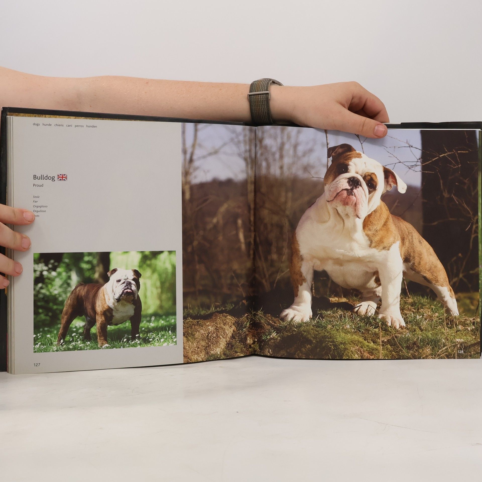 Auteurscollectief Dogs A-G: hunde chiens cani perros honde