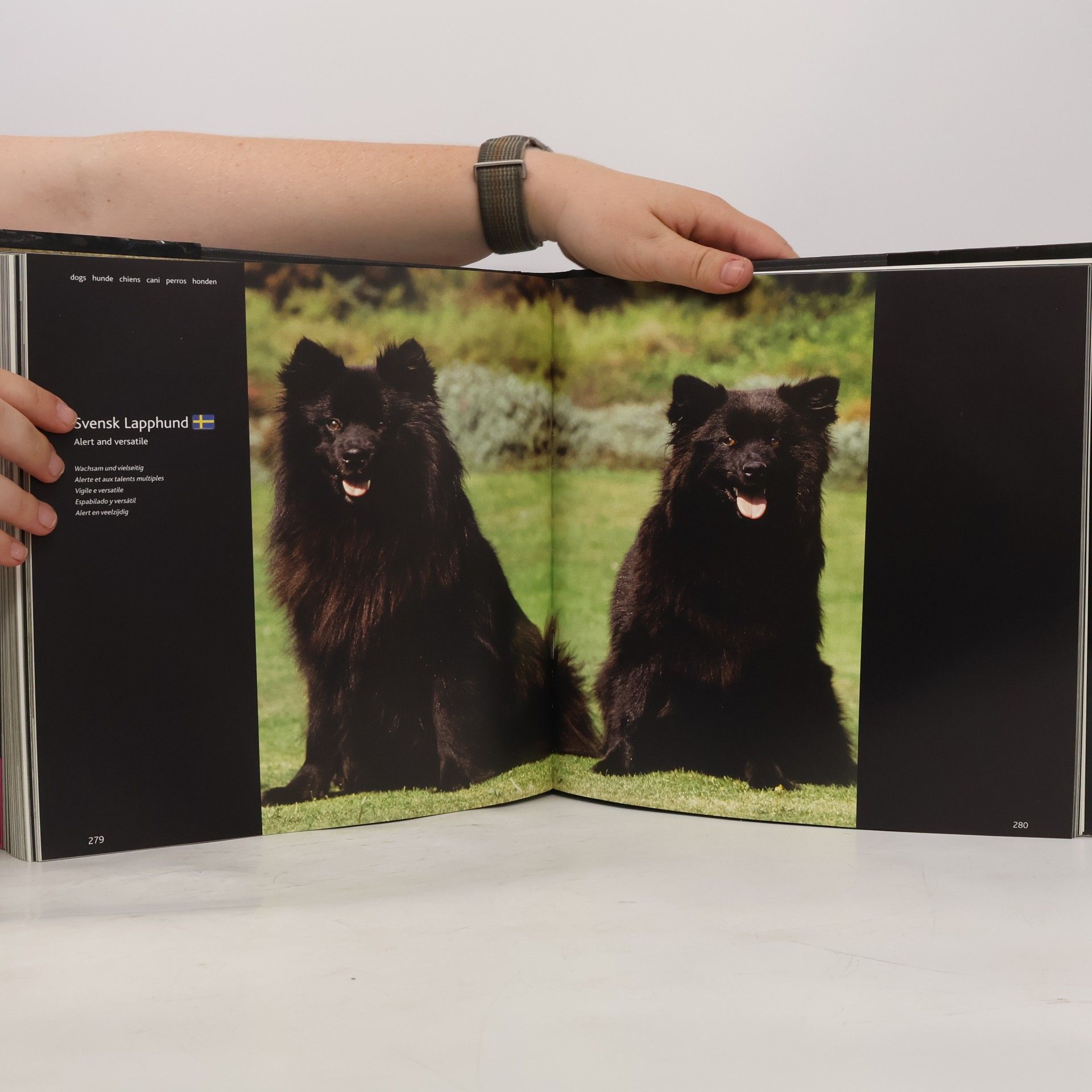 Autorenkollektiv Dogs H-Z : Hunde, chiens, cani, perros, honden