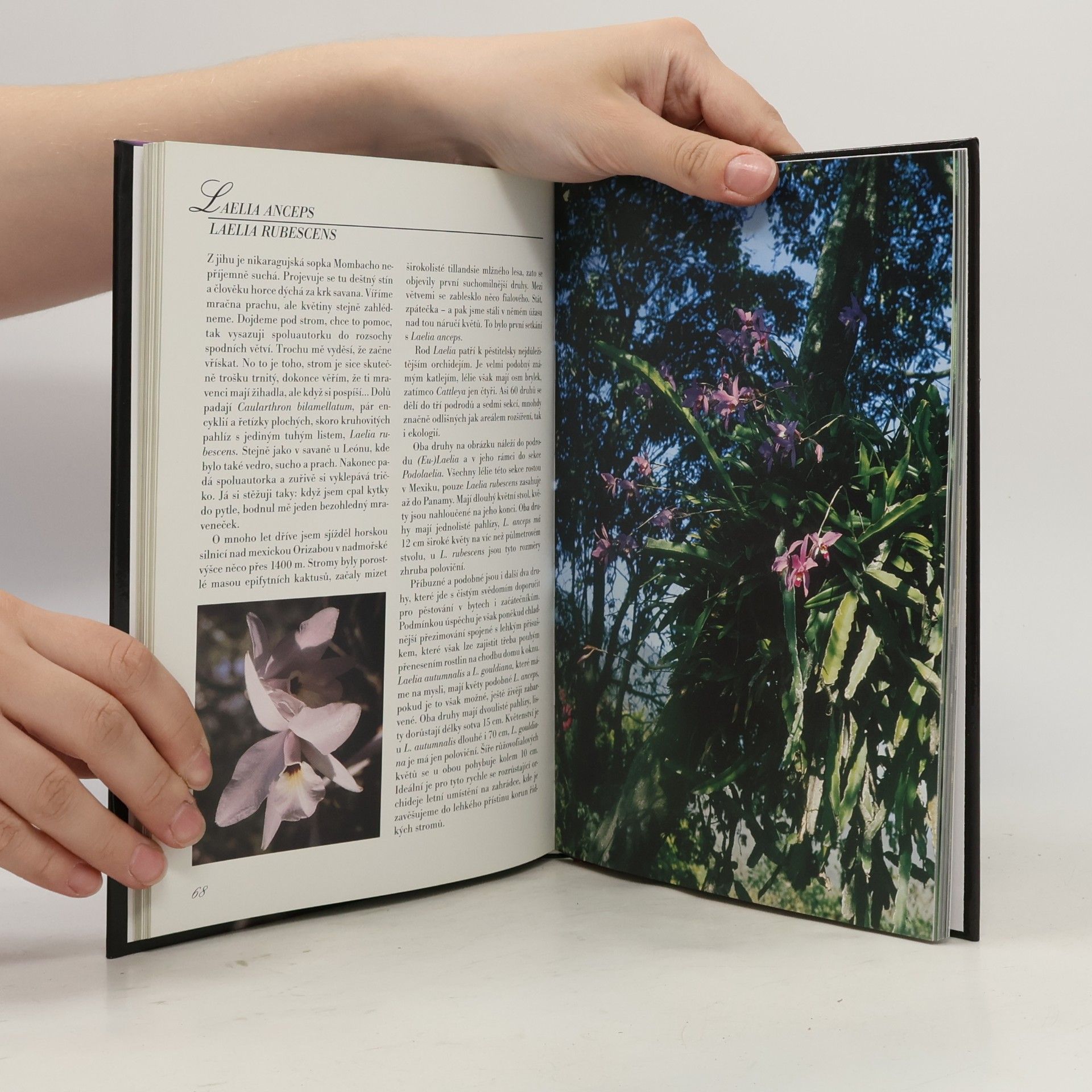 Jiří R. Haager Orchideje v bytě