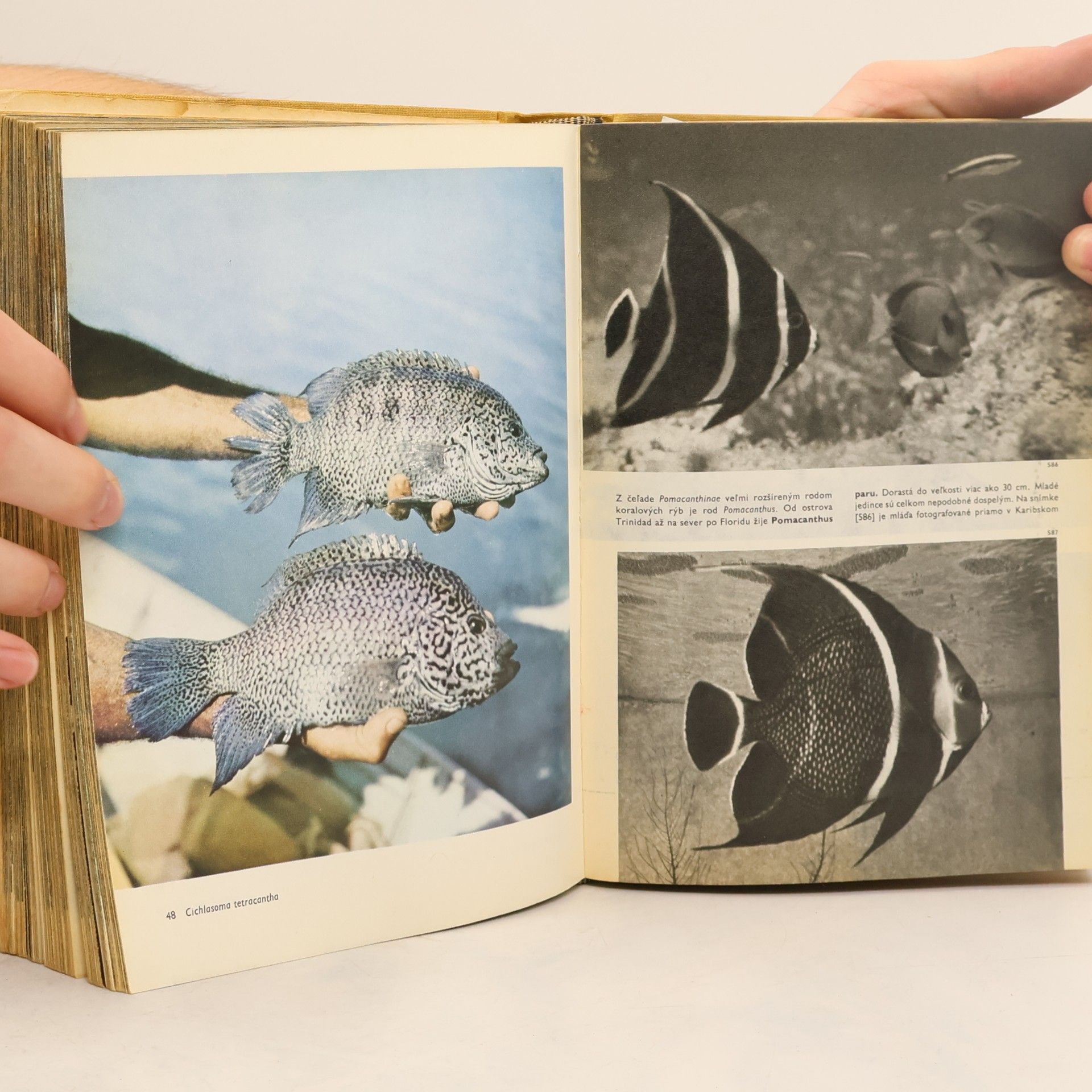 Stanislav Frank Veľký obrazový atlas rýb