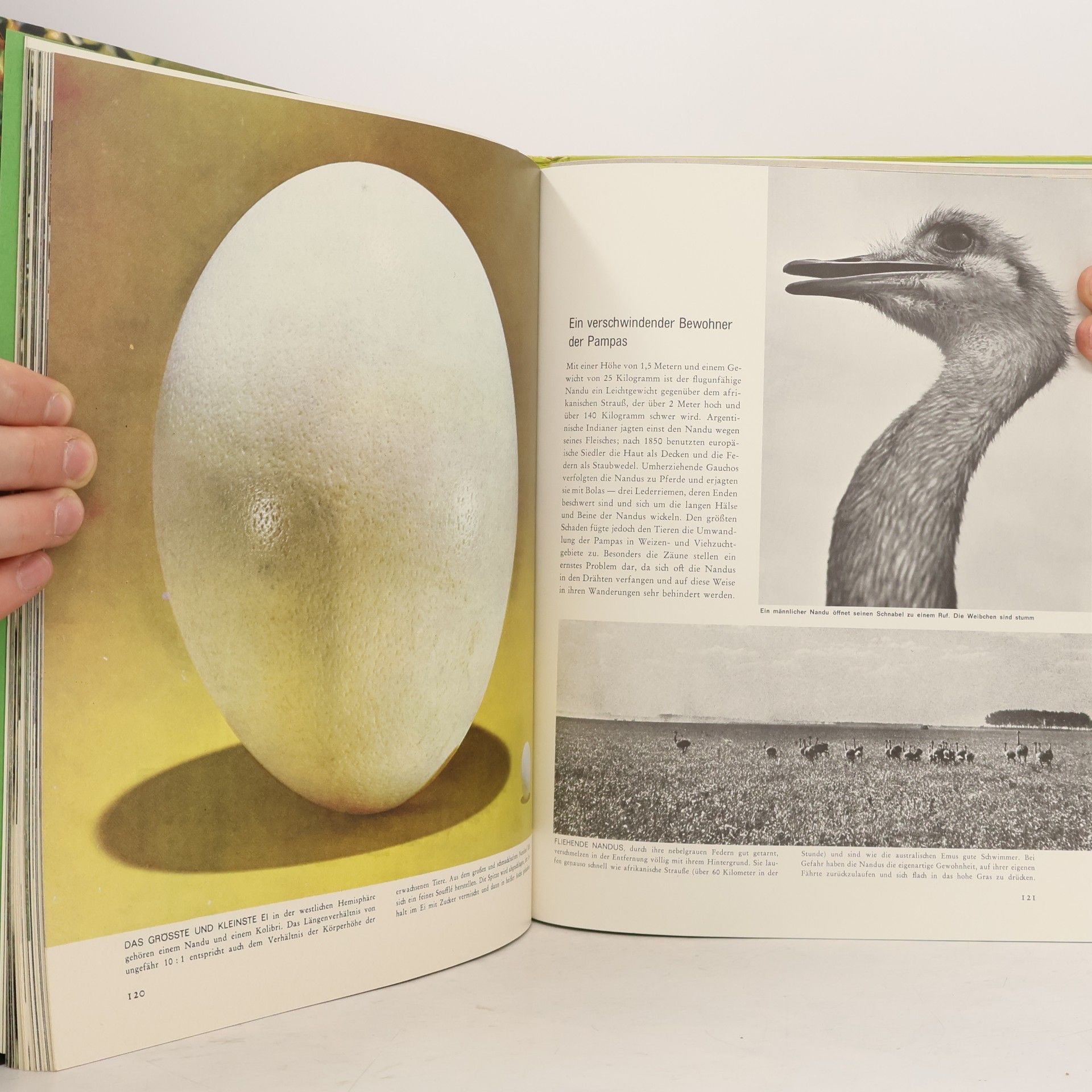 Autorenkollektiv Südamerika. Flora und Fauna