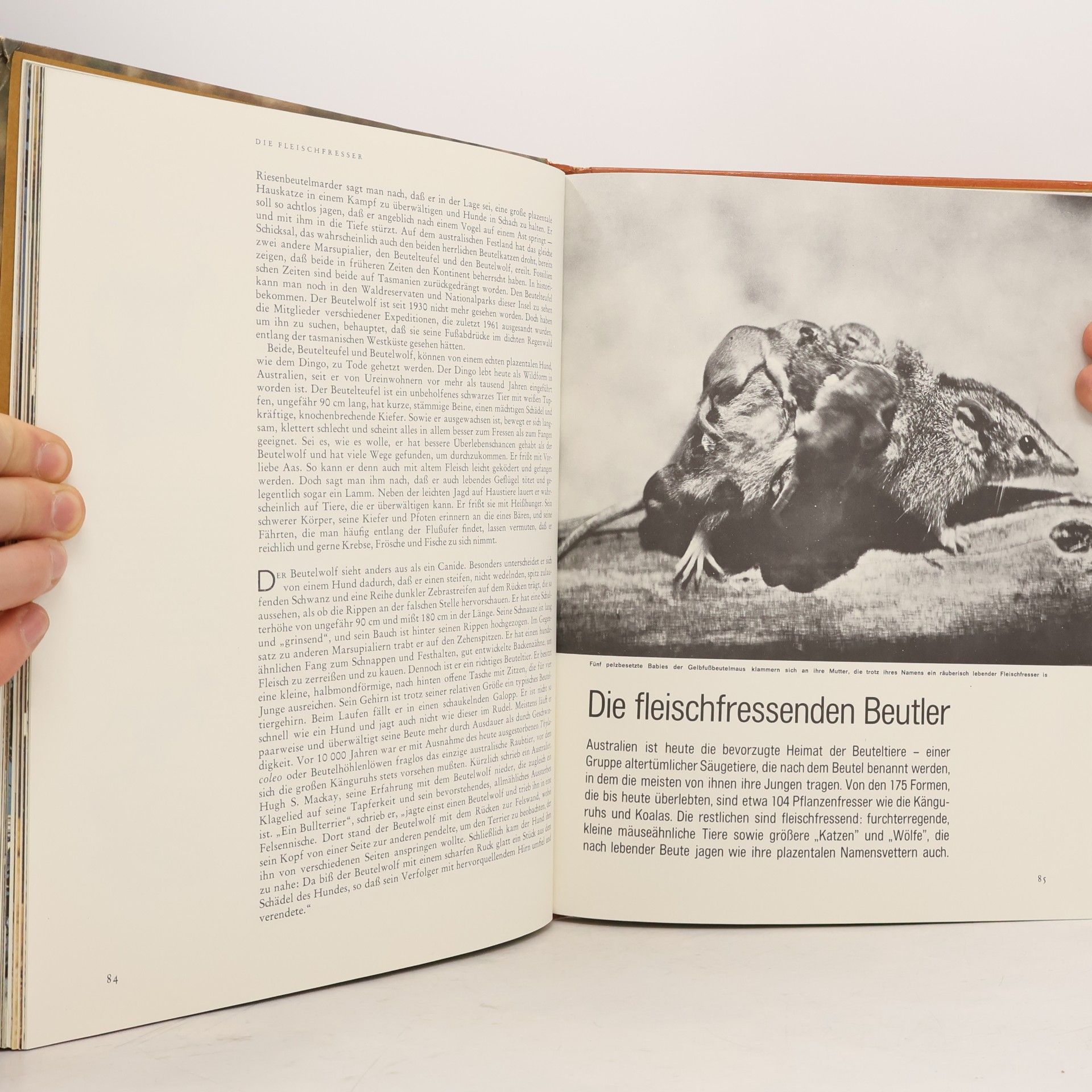 Collectif d'auteurs Australien: Flora und Fauna