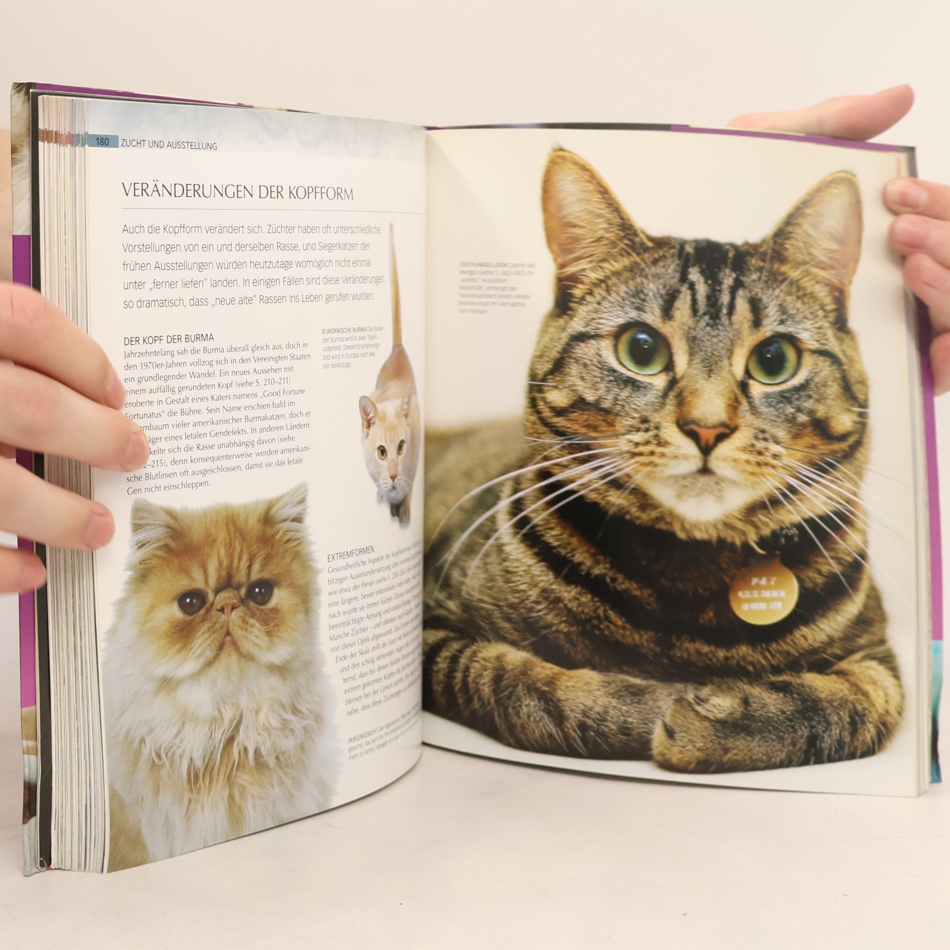 Kolektiv autorů Die Katze