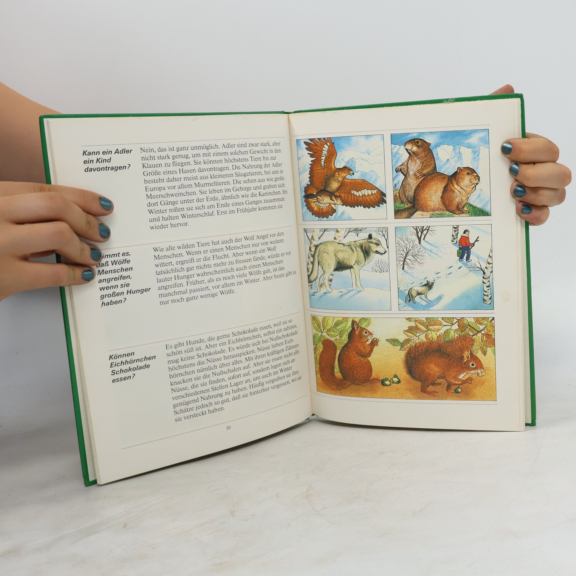 Autorenkollektiv Tiere in der Natur
