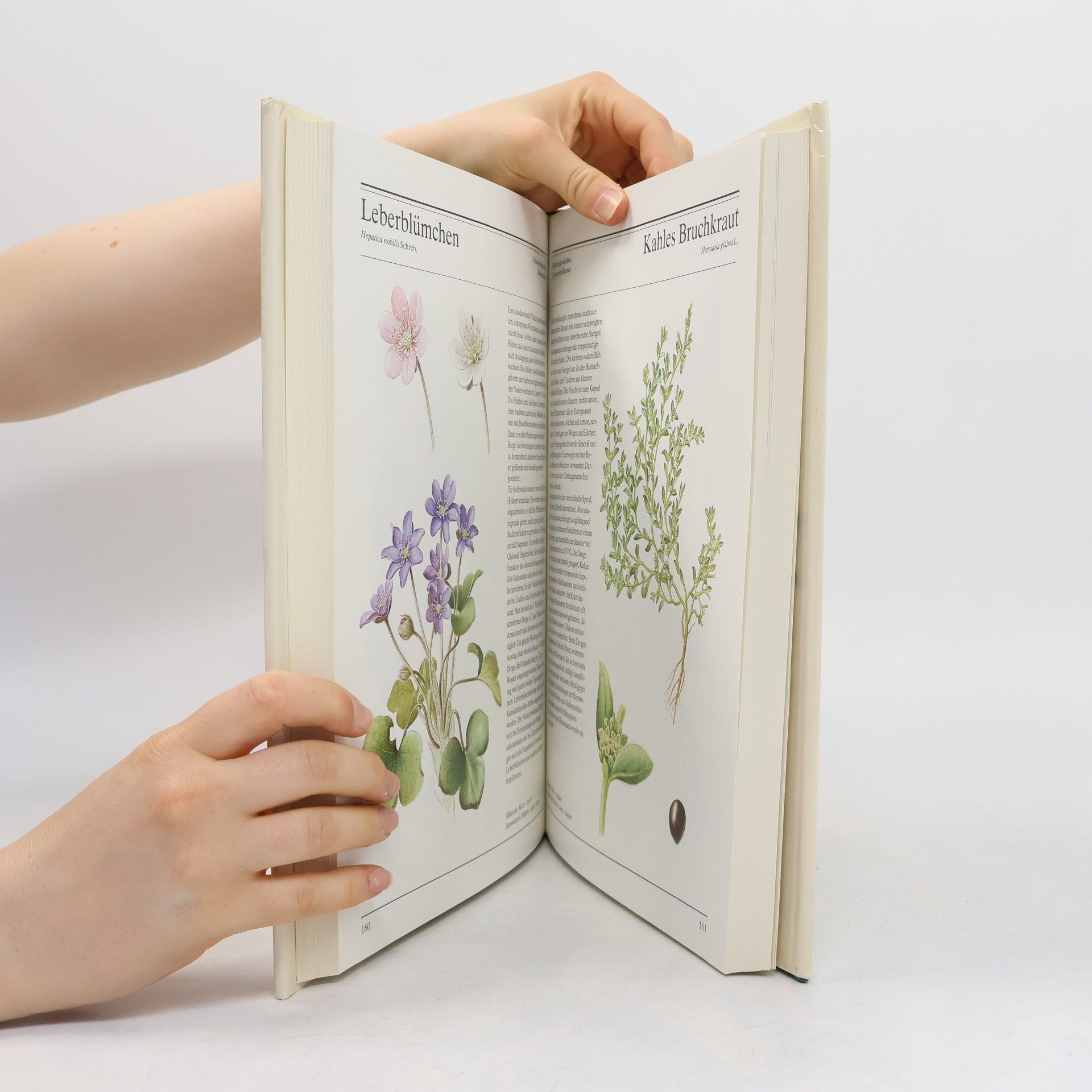 Autorenkollektiv Schwester Bernardines große Naturapotheke