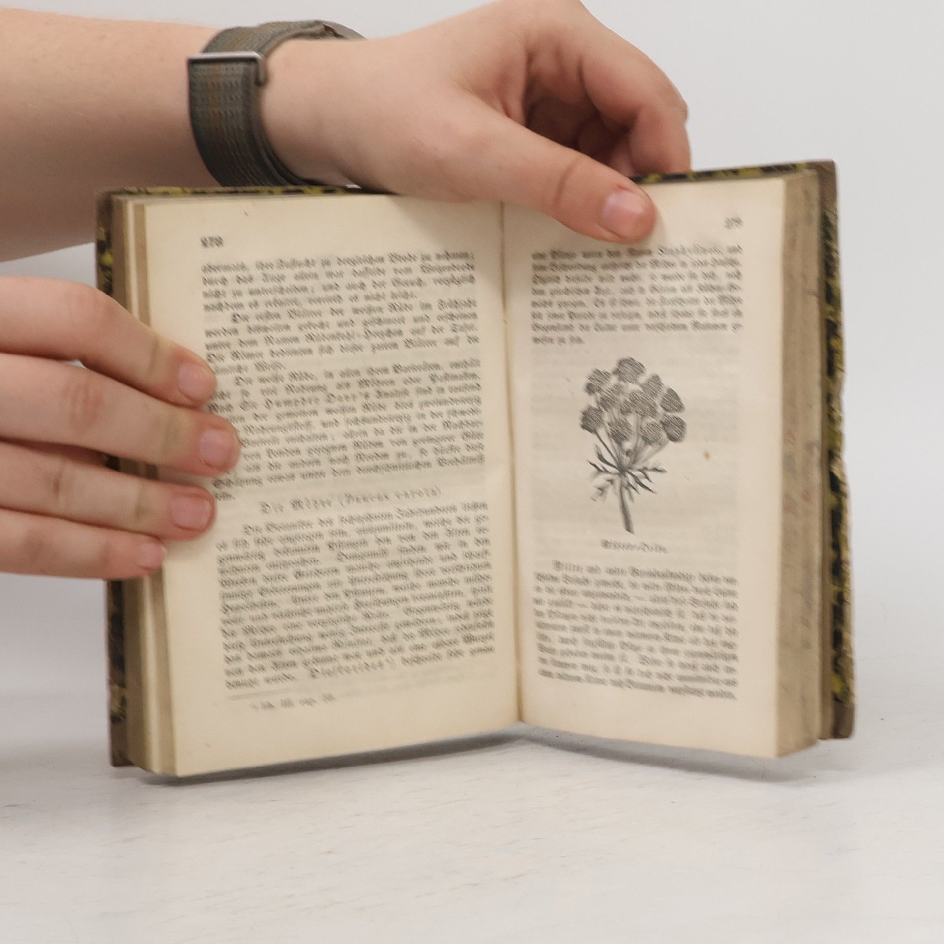 Autores varios Pflanzen