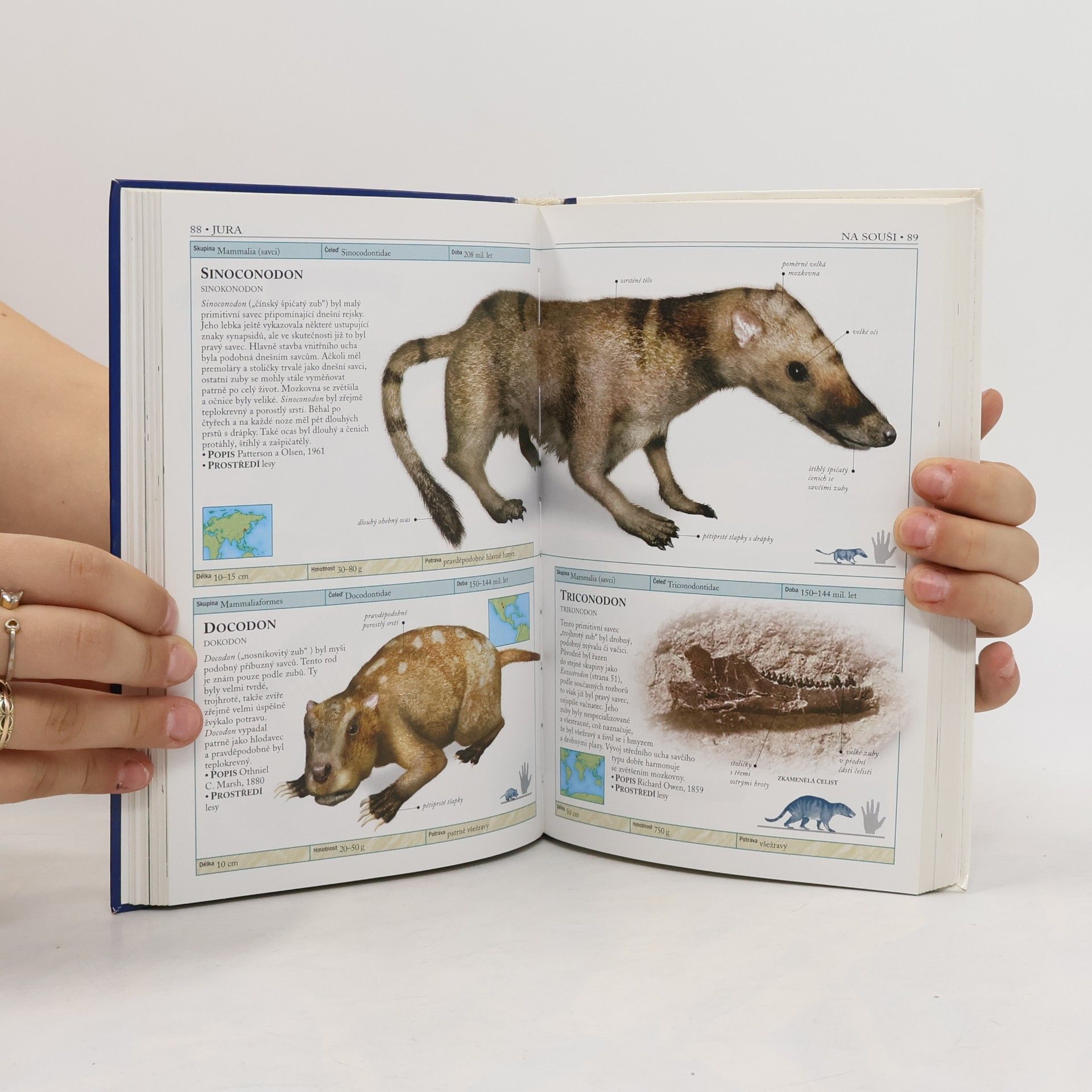 Hazel Richardson Dinosauři a život v pravěku