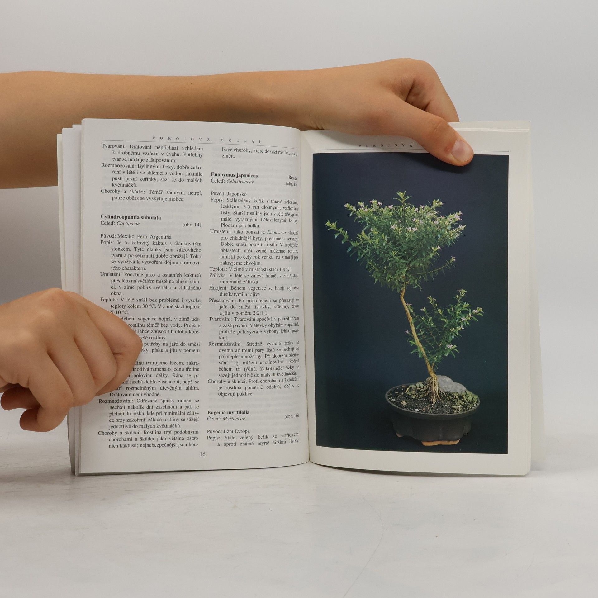 Jindřich Votýpka Pokojová bonsai