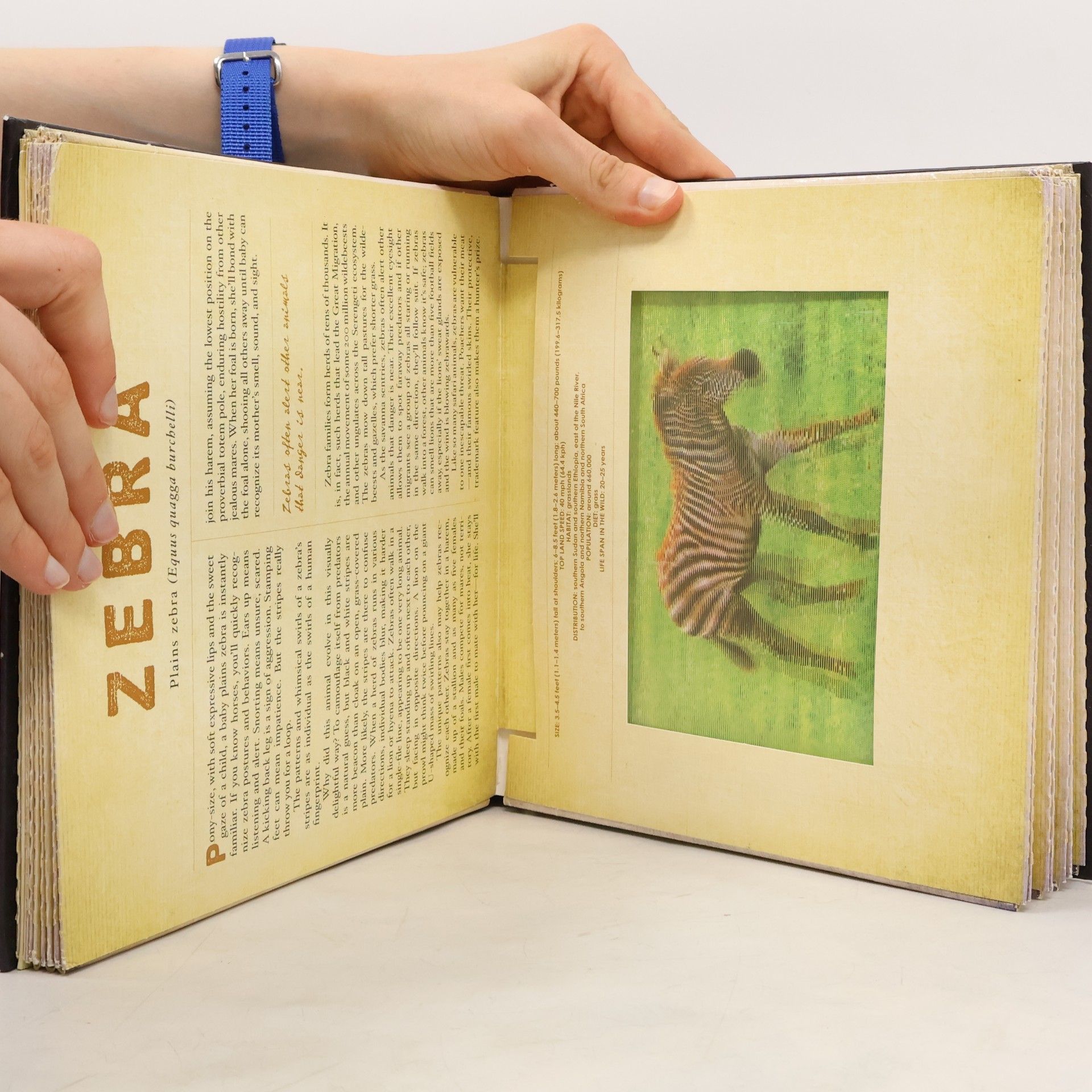 Dan Kainen Safari : a photicular book