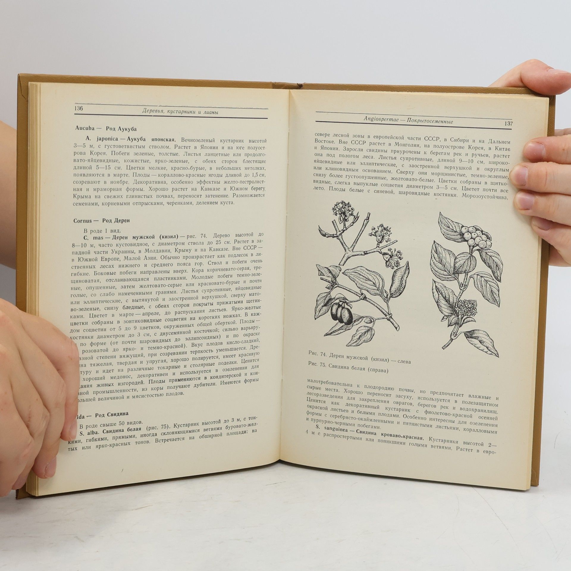Autores varios Деревья, кустарники и лианы