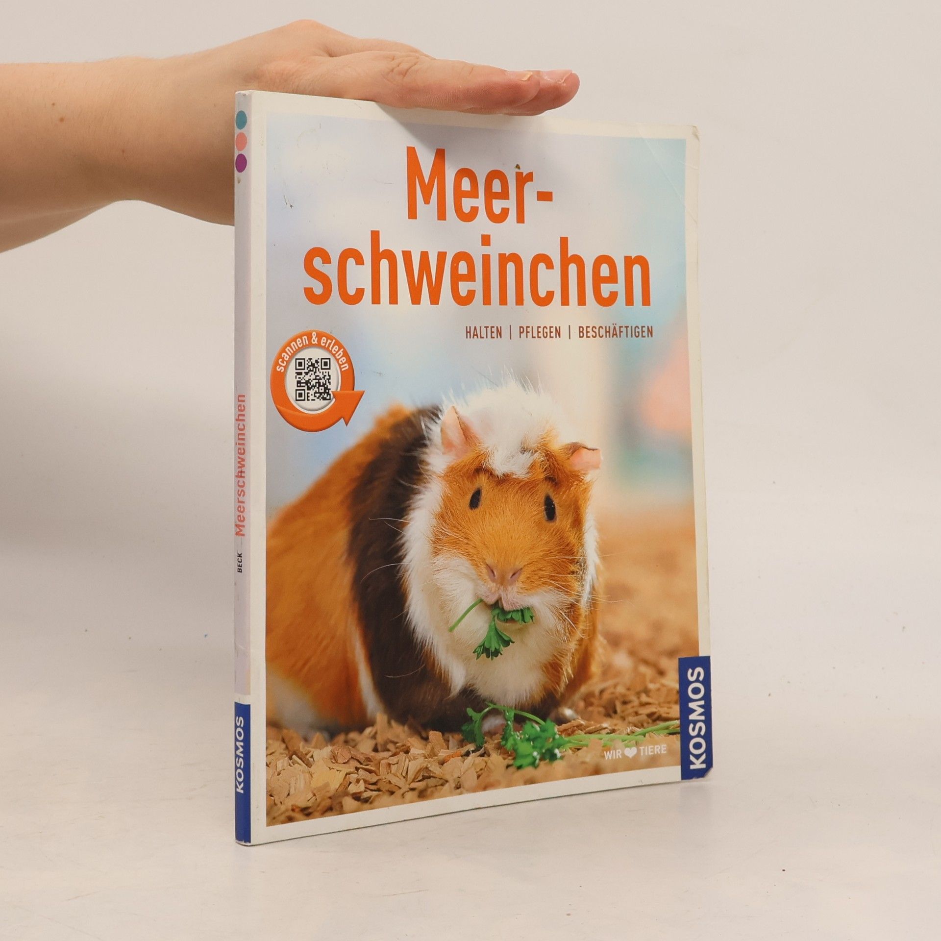 Angela Beck Meerschweinchen