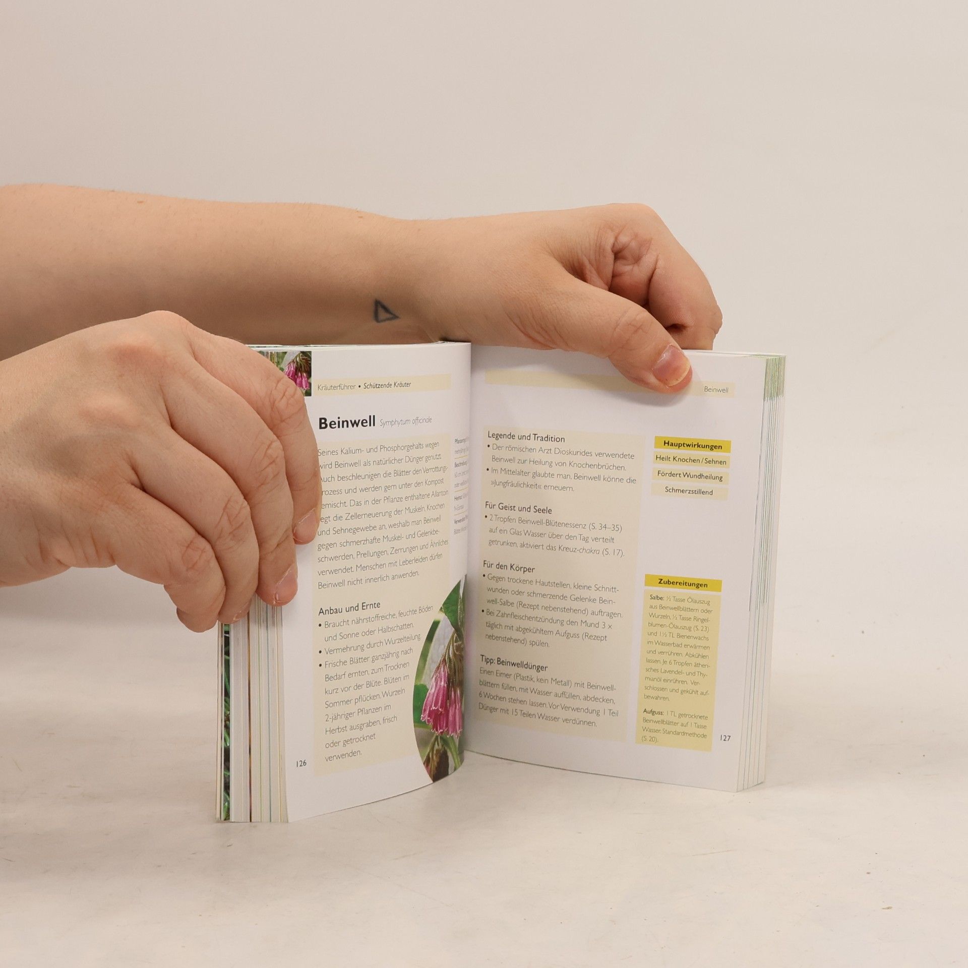 Lesley Bremness Handbuch Kräuter