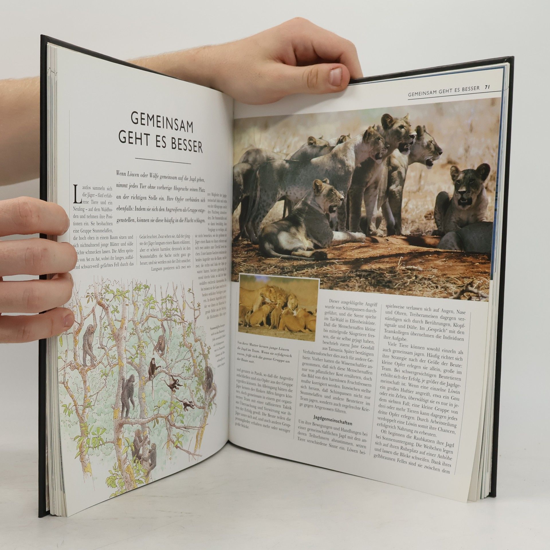 Collectif d'auteurs Intelligenz im Tierreich