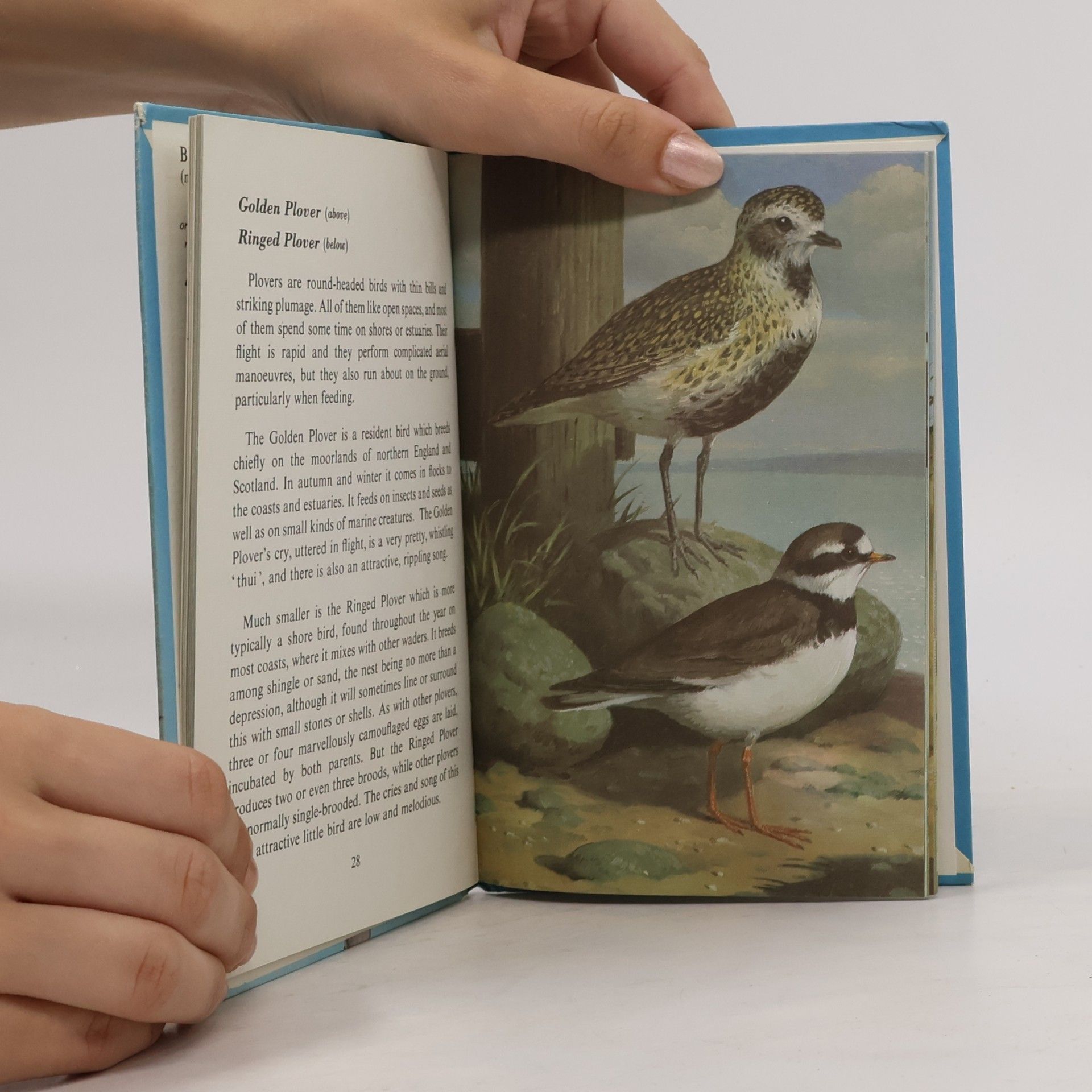 John Leigh Pemberton  Sea and Estuary Birds