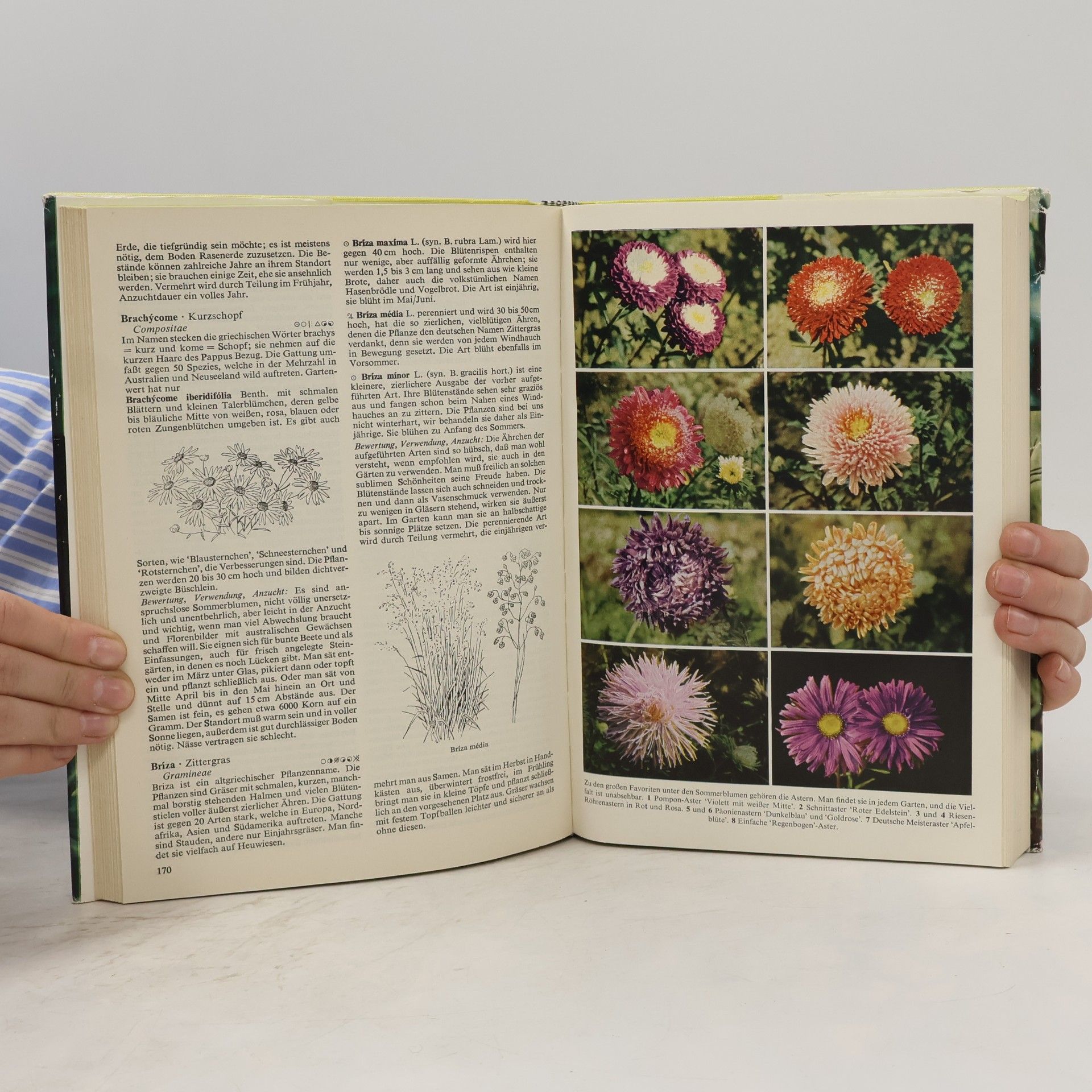 Christian Grunert Garten Blumen von A bis Z