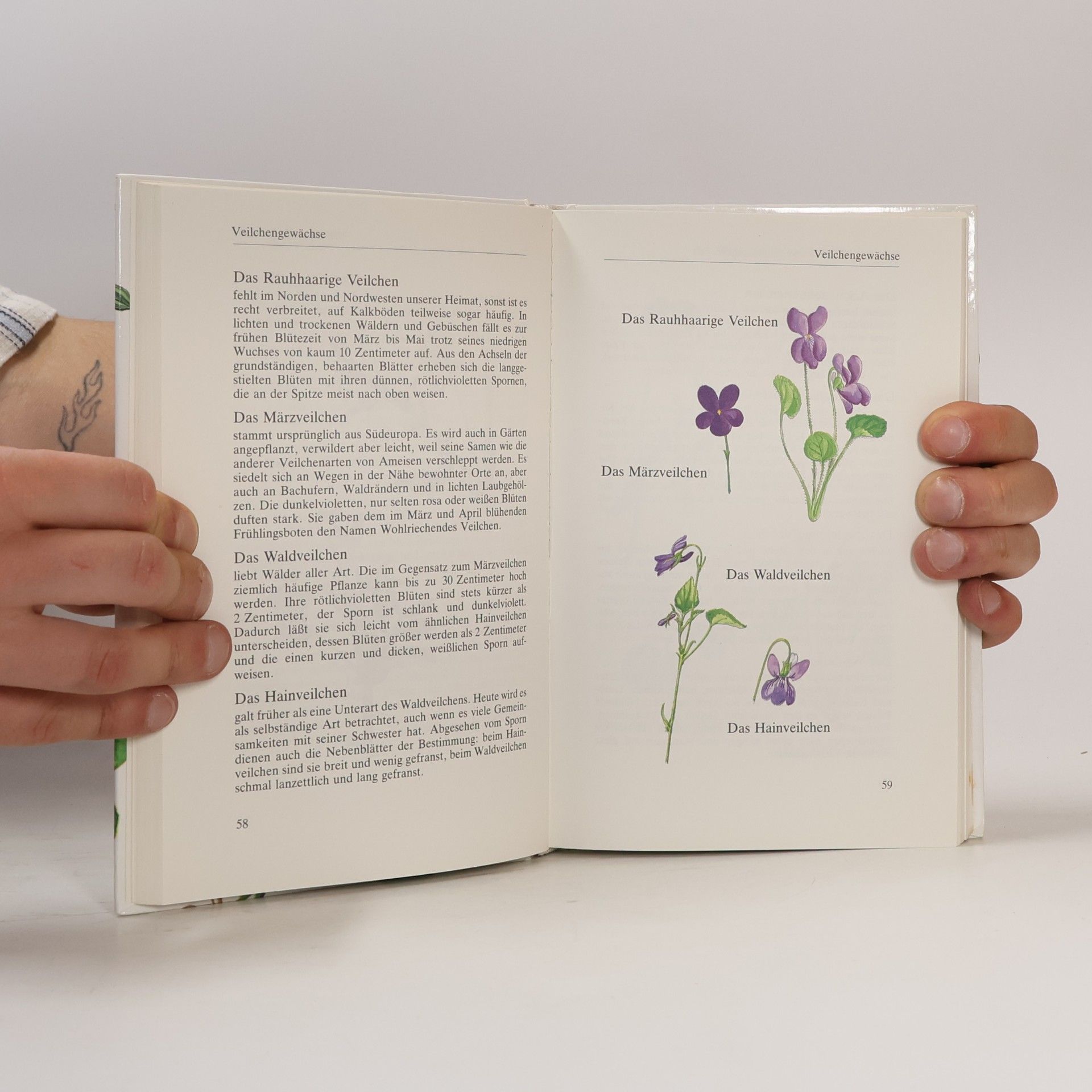 Gunter Steinbach Wildblumen unserer Heimat