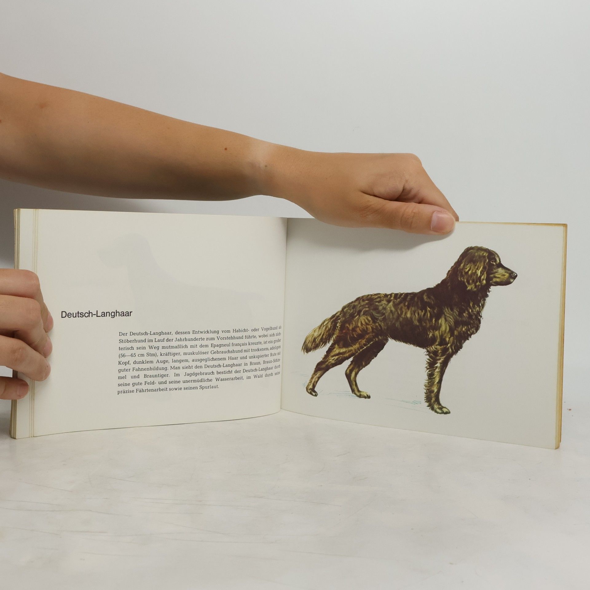 Autorenkollektiv Der Hund dein Jagdgefährte