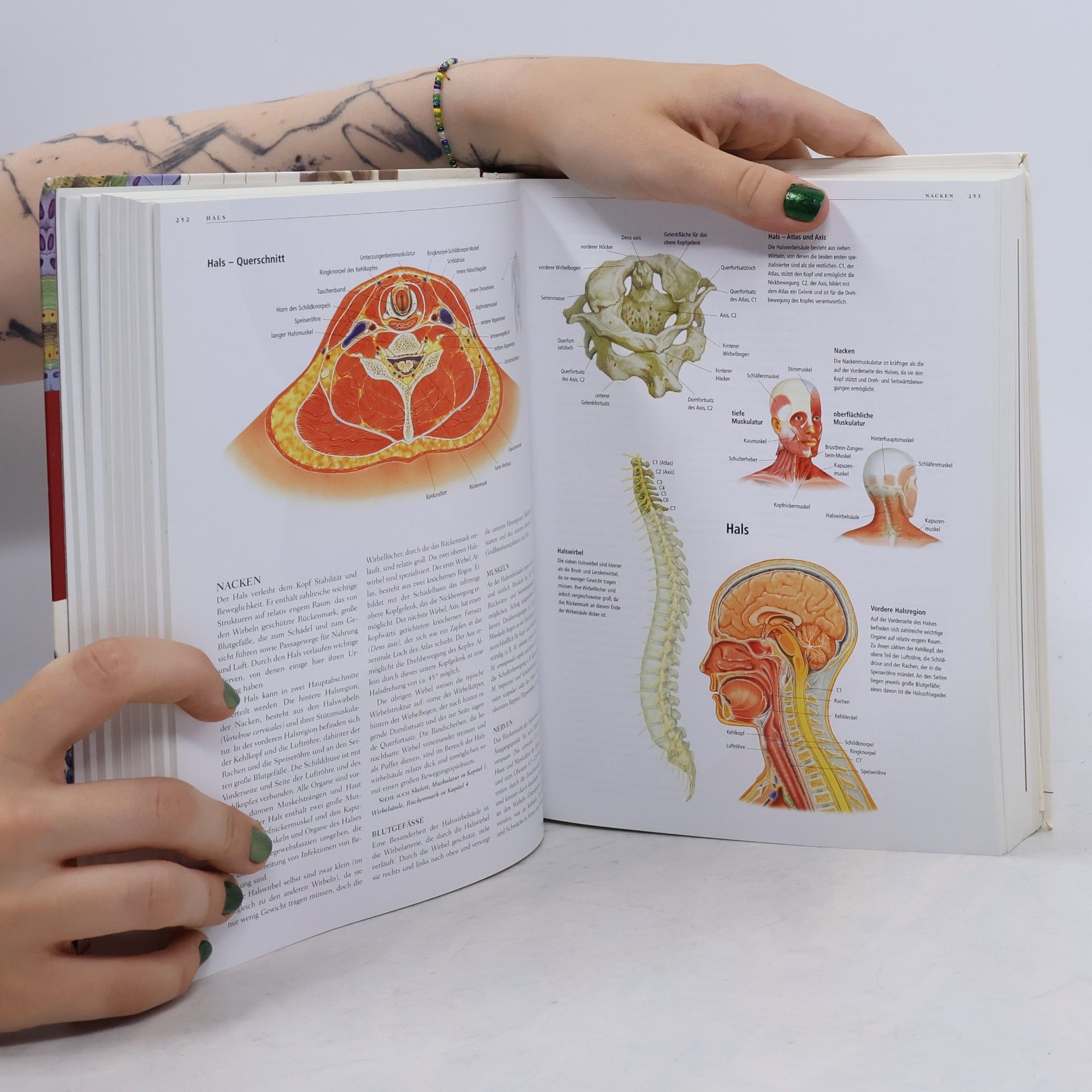 Autorenkollektiv Anatomica. Körper und Gesundheit Das komplette Nachschlagewerk