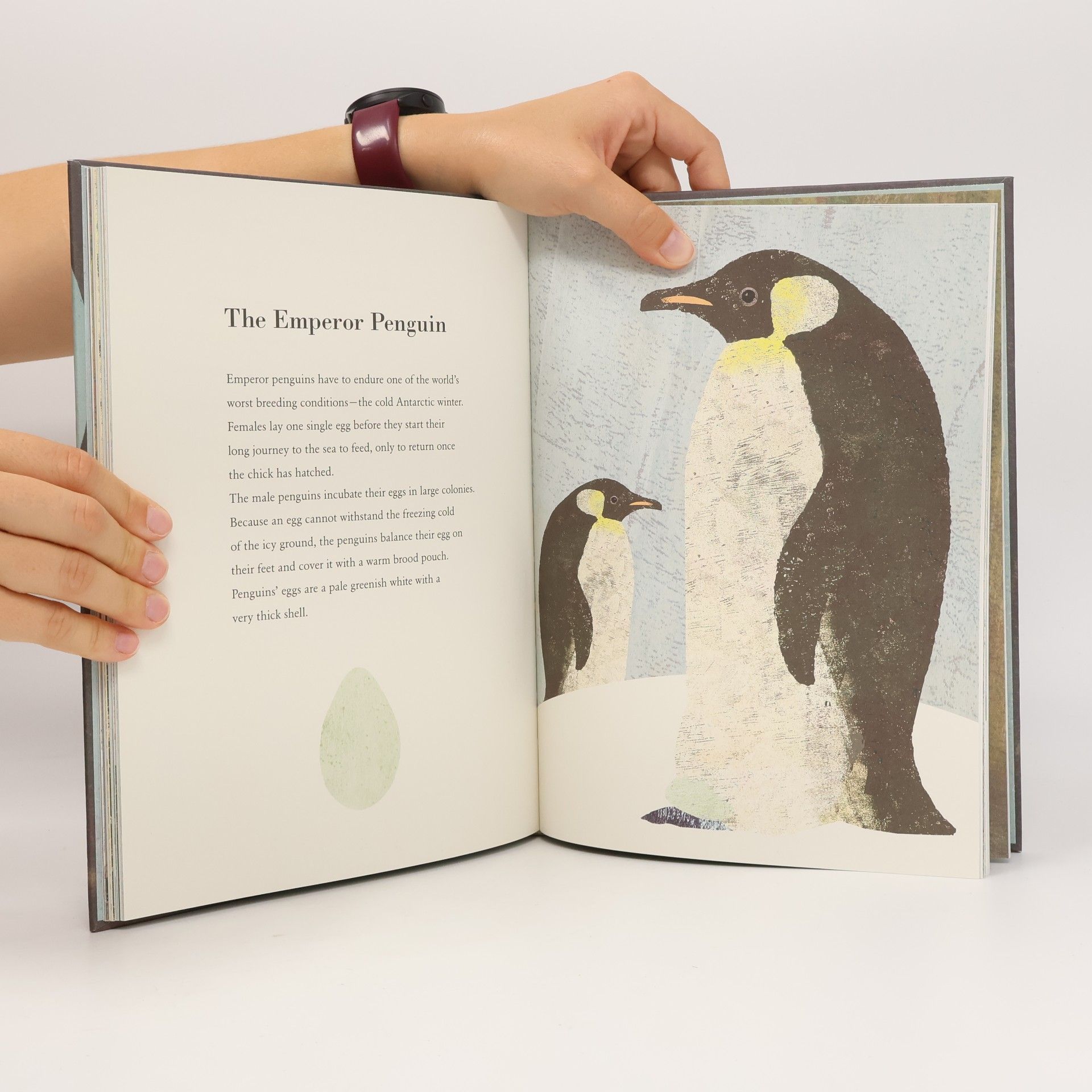Britta Teckentrup The Egg