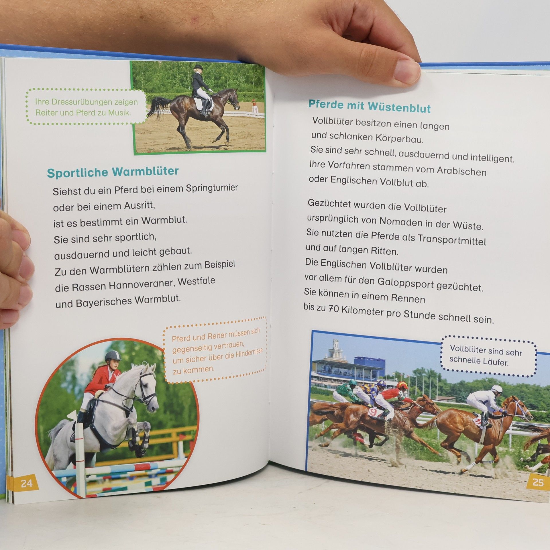 Christina Braun Pferde und Ponys