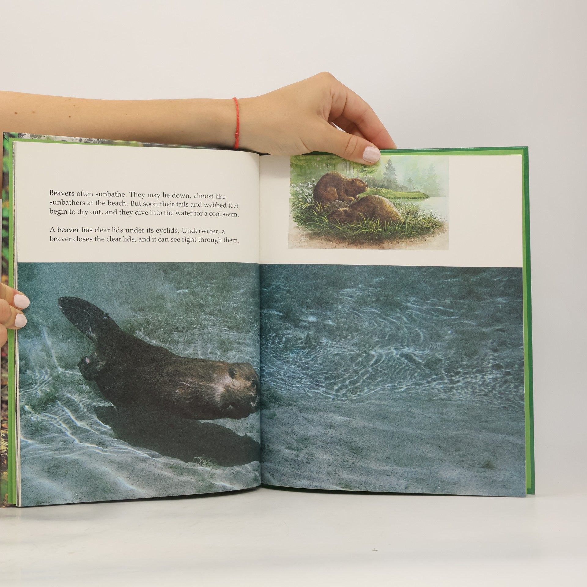 M. Barbara Brownell Books for Young Explorers: Busy Beavers