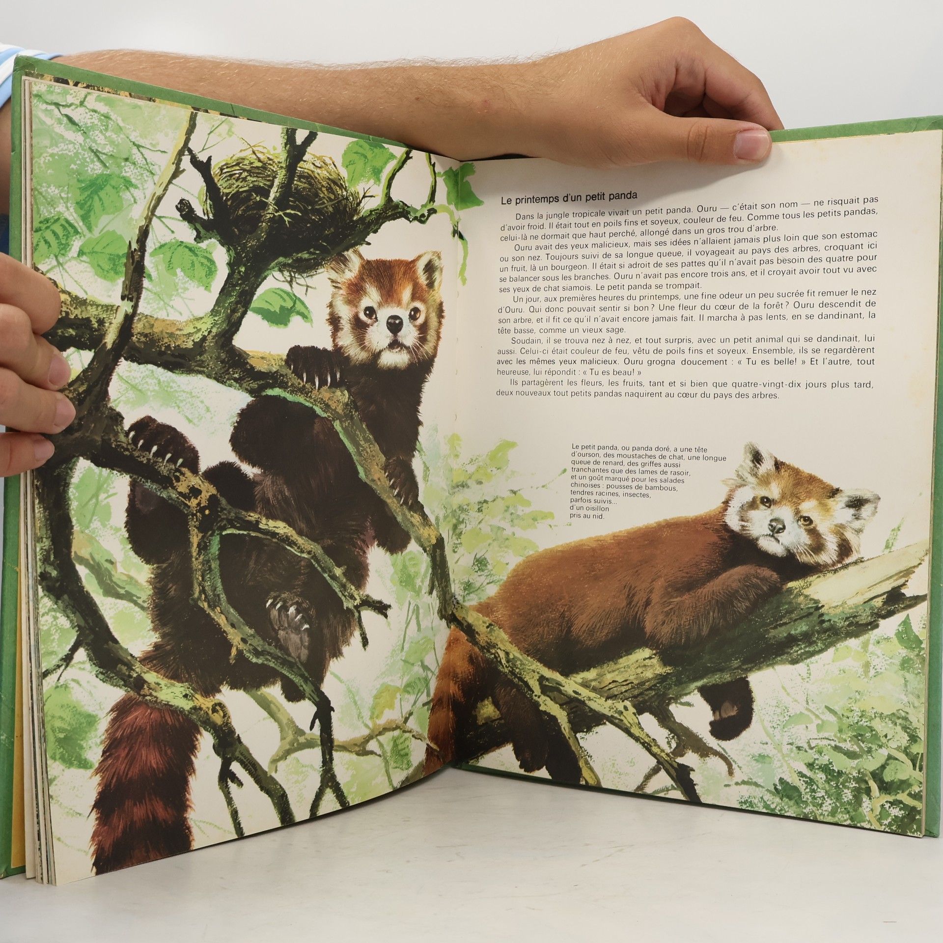 Autorenkollektiv Bébés animaux d'Asie