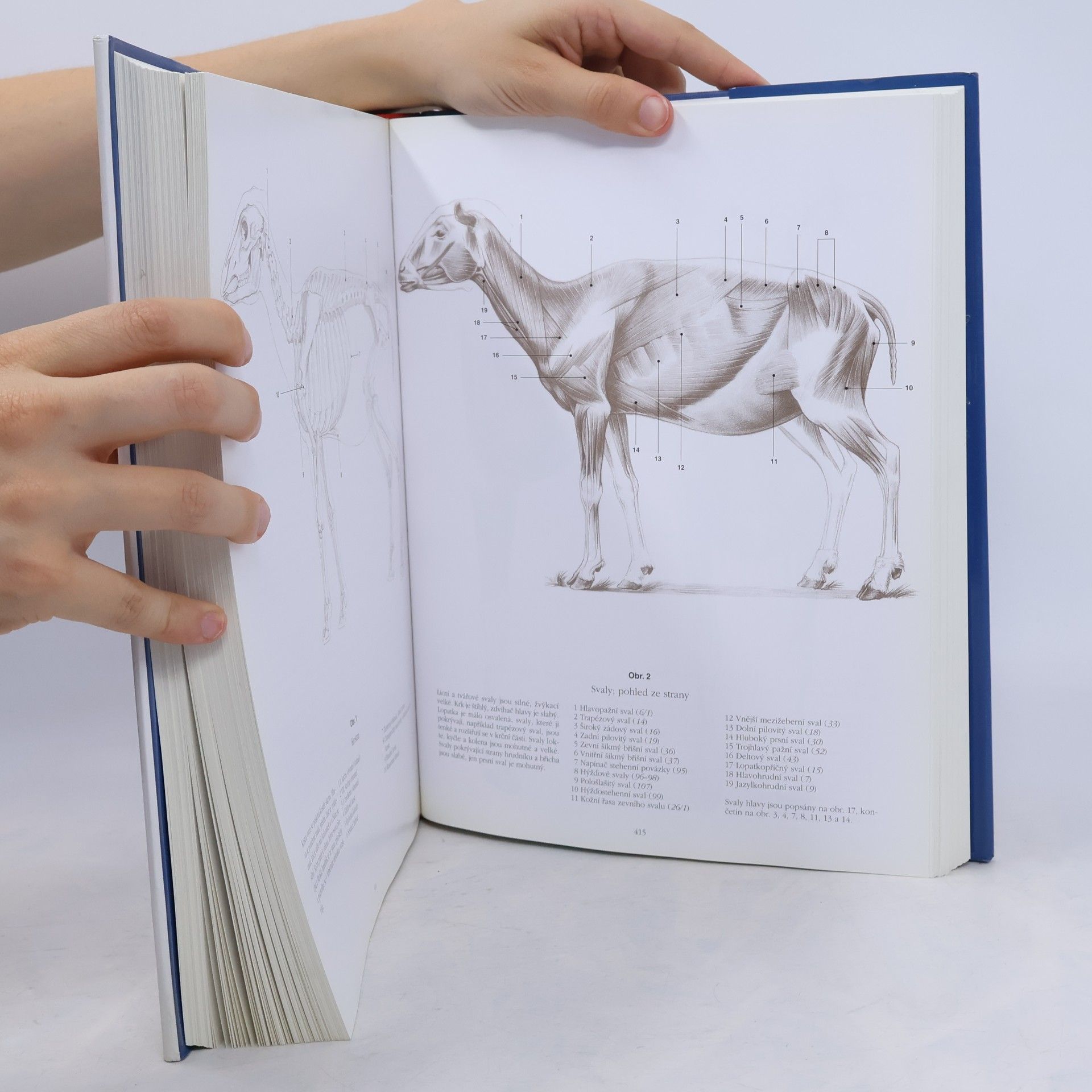 György Fehér Anatomie pro výtvarníky: Člověk - zvířata - srovnávací studie