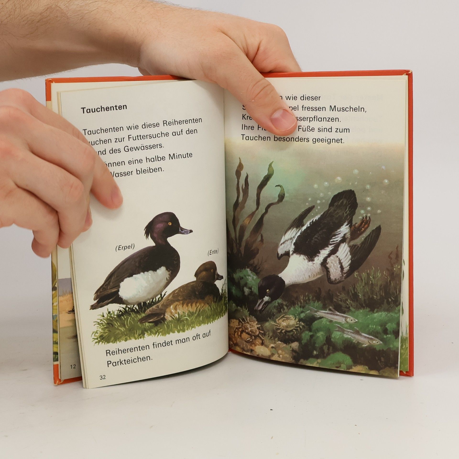 Collectif d'auteurs Glücks Kinderserie. Enten und Schwäne