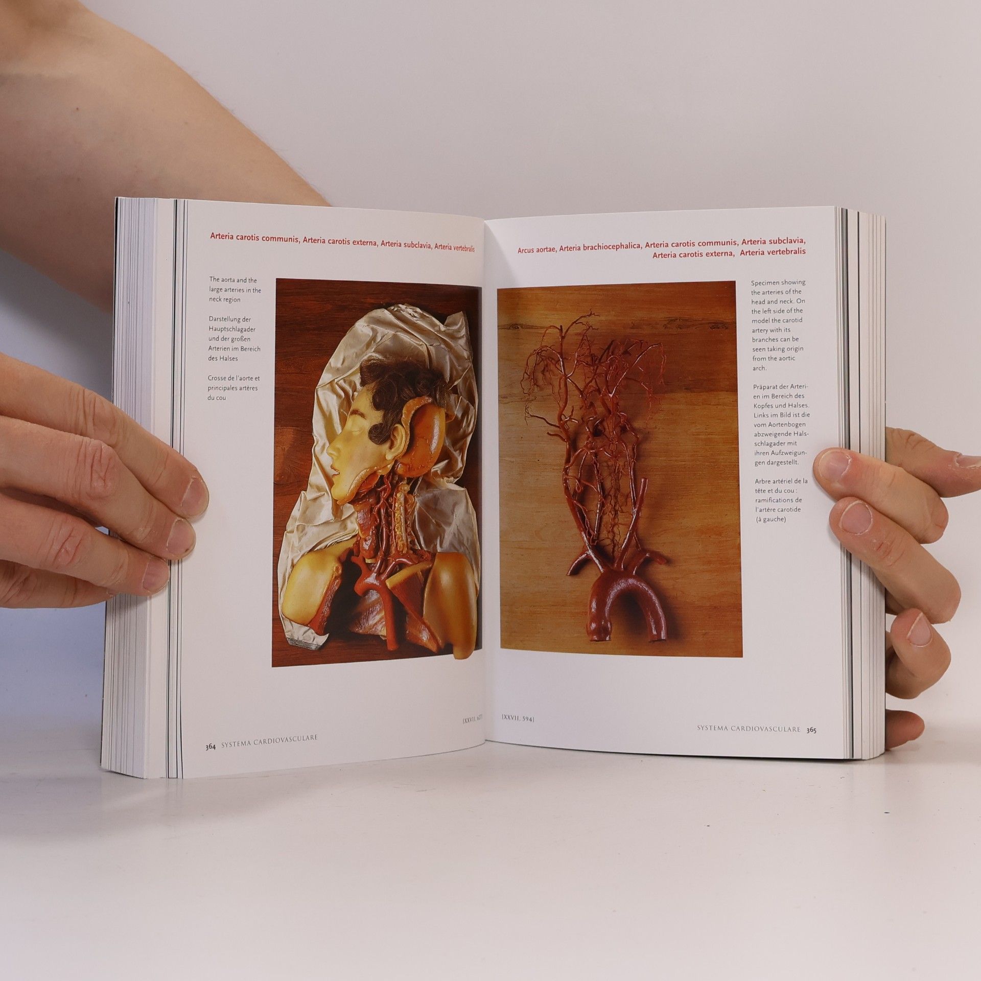 Monika von Düring Encyclopaedia anatomica