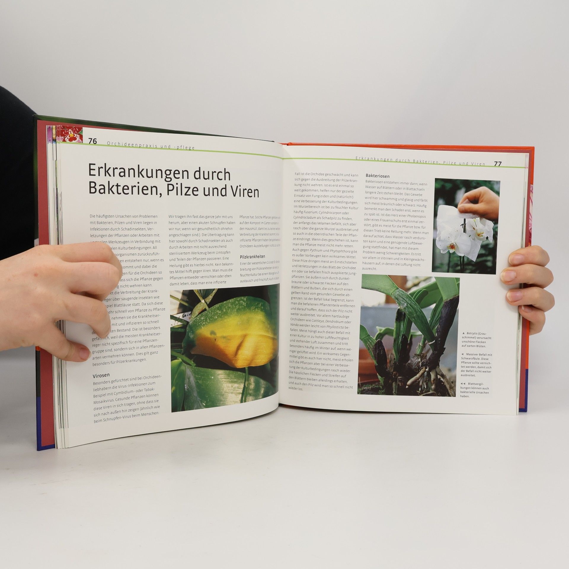 Joachim Erfkamp Orchideen-Handbuch