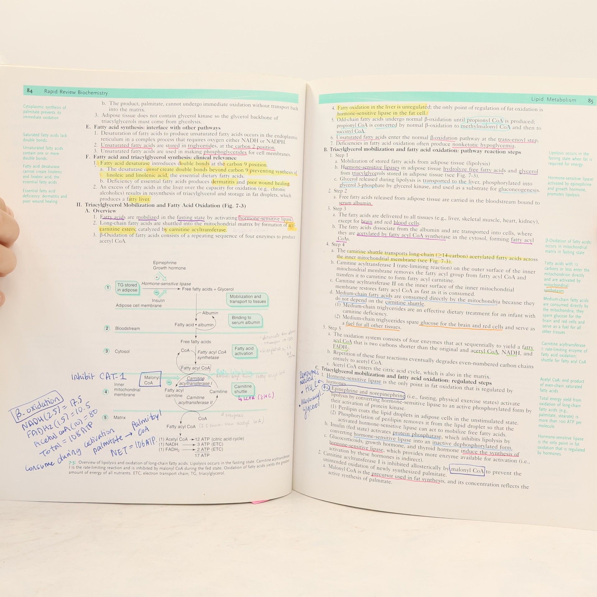 John W. Pelley Rapid review biochemistry