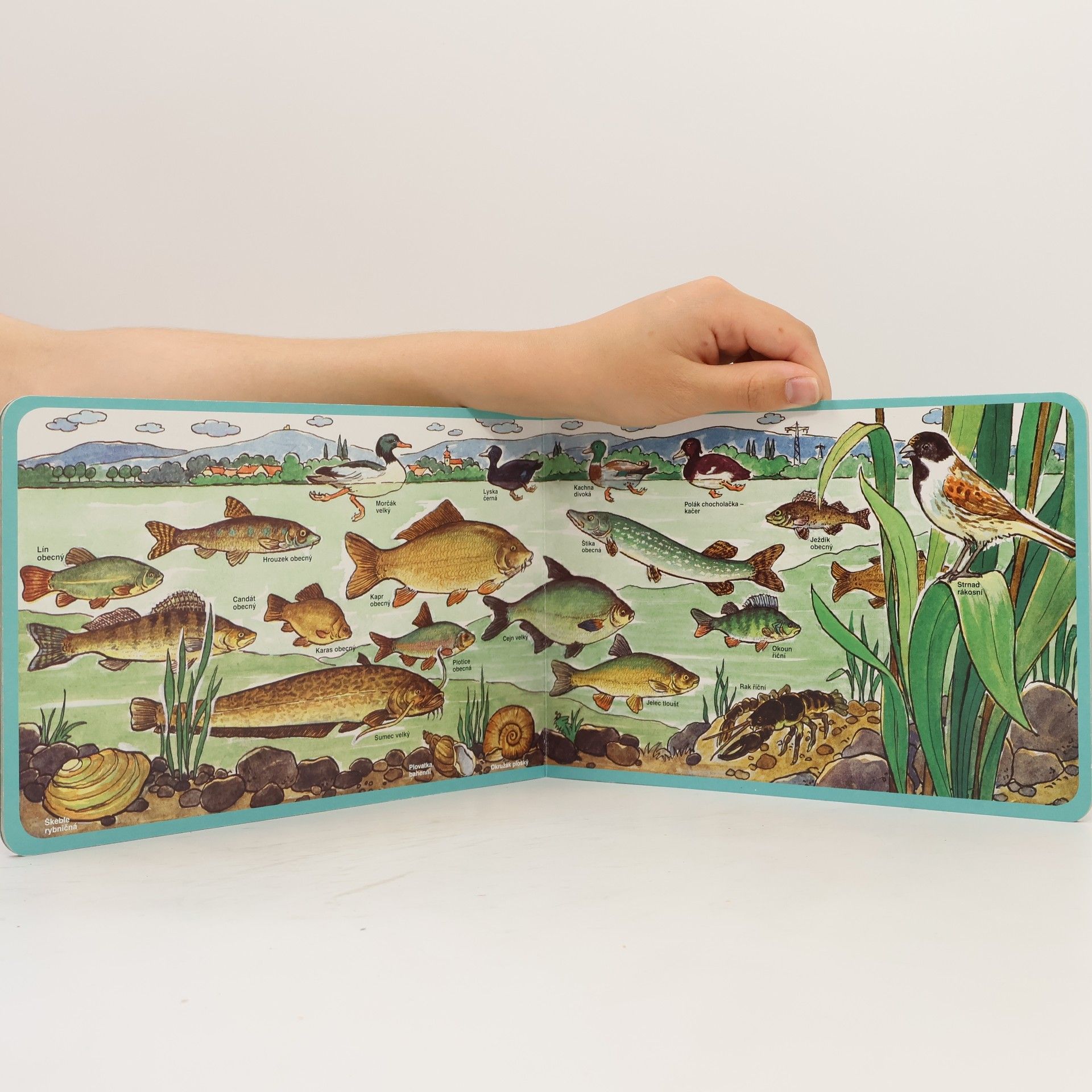Otakar Čemus Na louce a u vody : najdi a pojmenuj 66 zvířátek