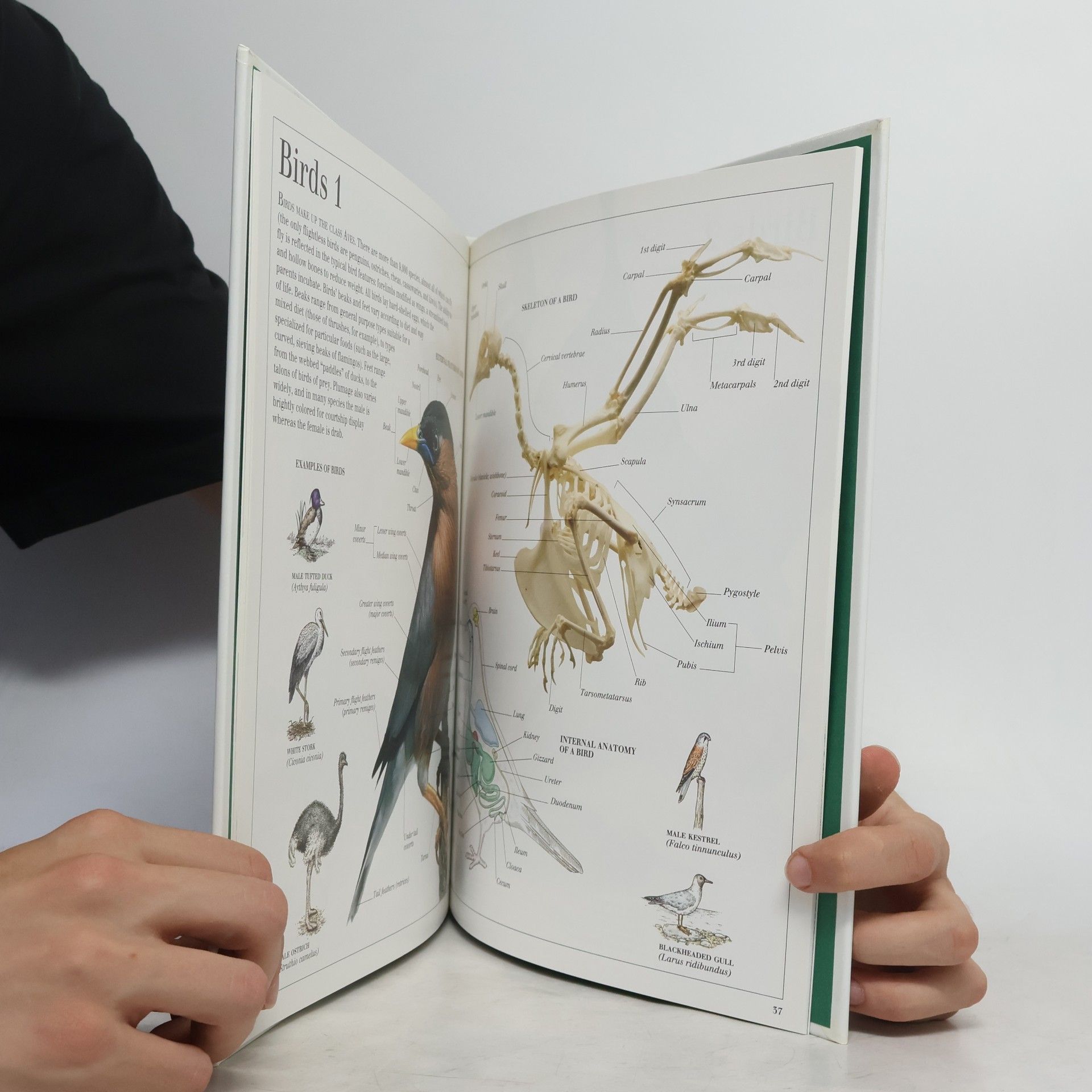 Clare Shedden Eyewitness Visual Dictionaries: The Visual Dictionary of Animals