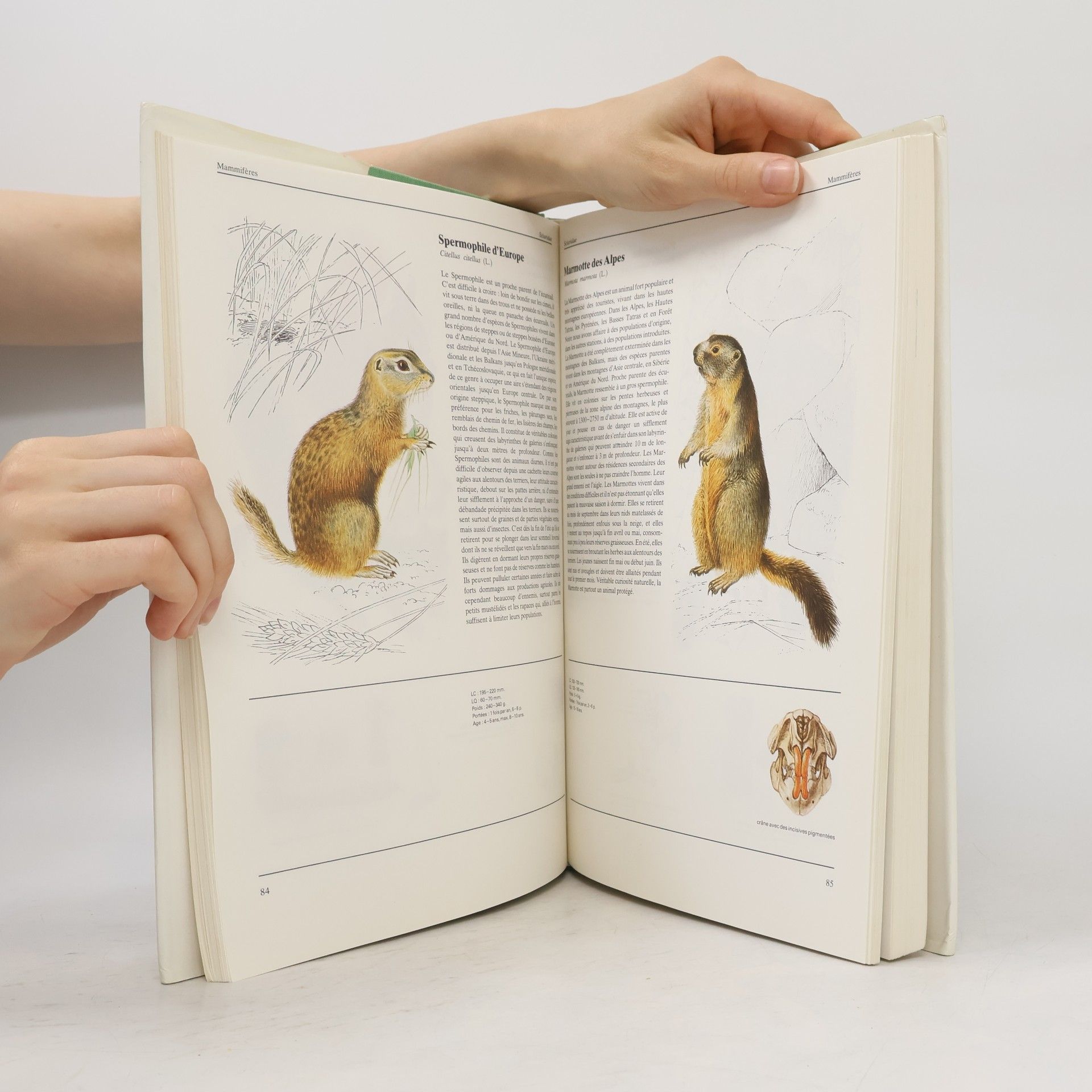 Jana Horáčková Animaux : de tous les pays