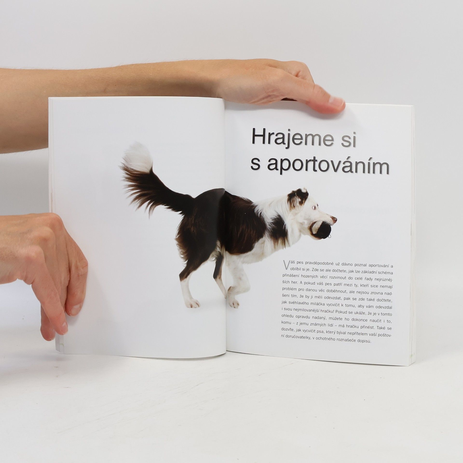 Suellen Dainty 50 her pro vašeho psa i pro vás