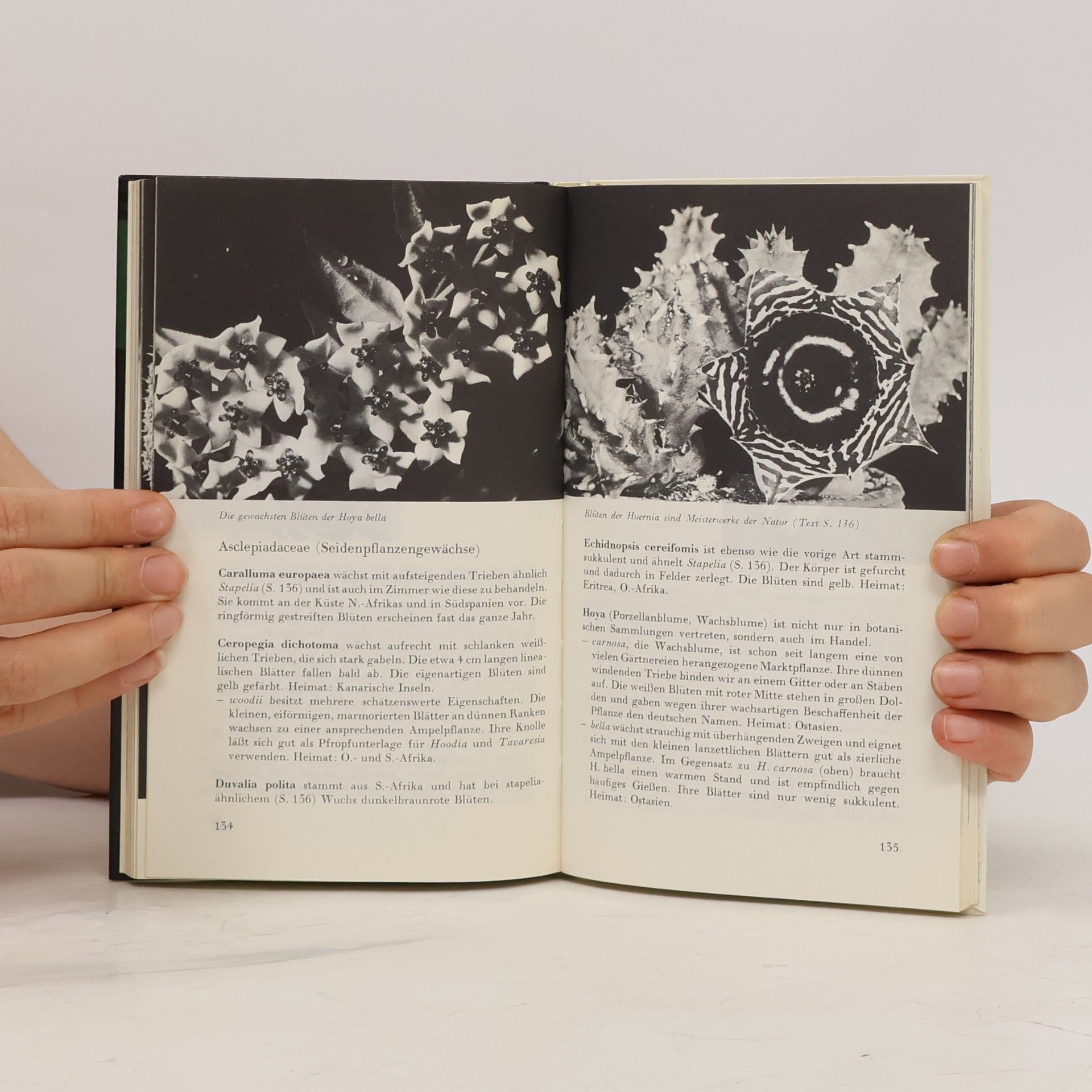 Werner Hoffmann Das kleine Kakteenbuch
