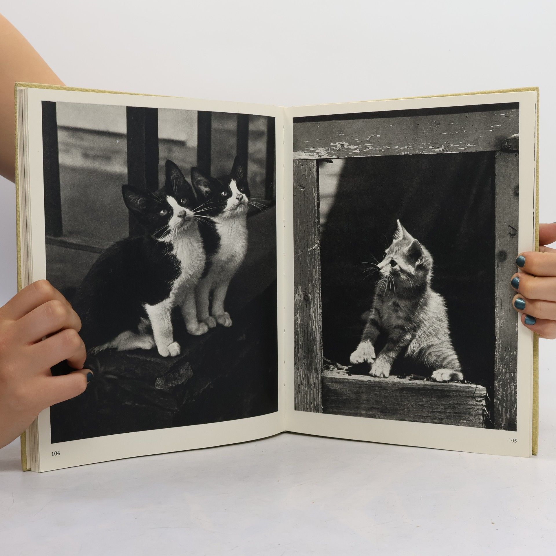 Walter Chandoha From Kittens to Cats
