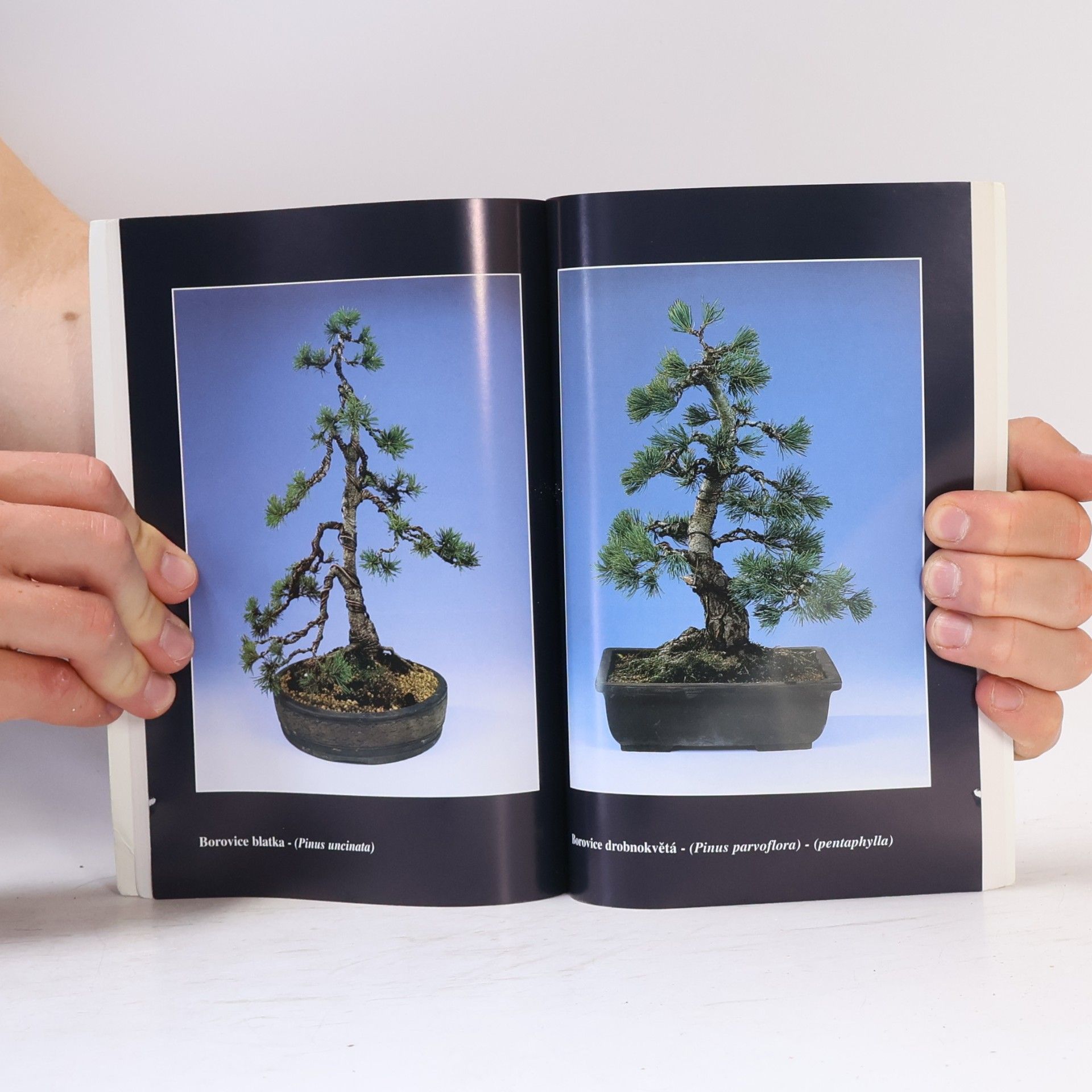 Karel Jan Štolc Bonsai