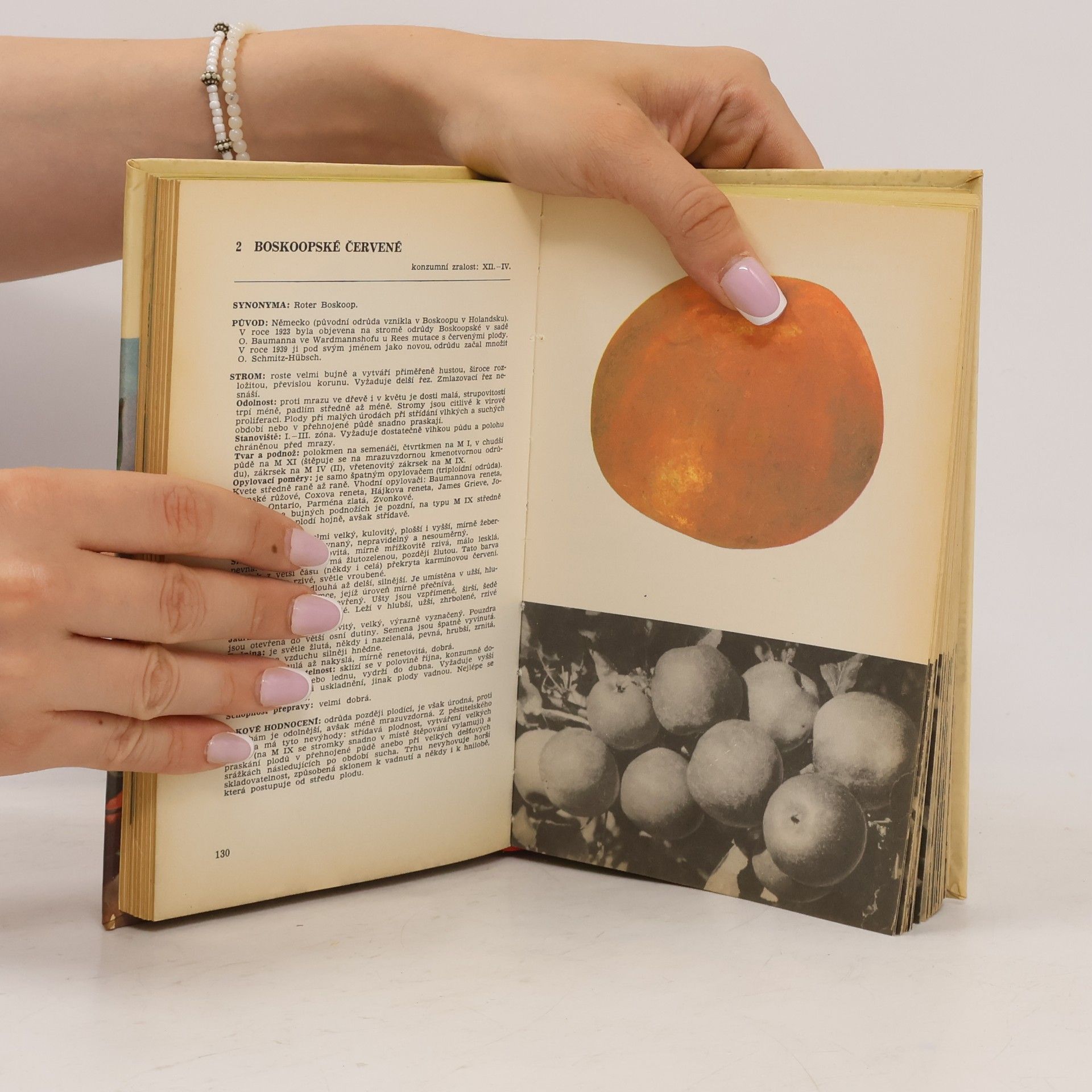 Autorenkollektiv Malá pomologie 1. Jablka