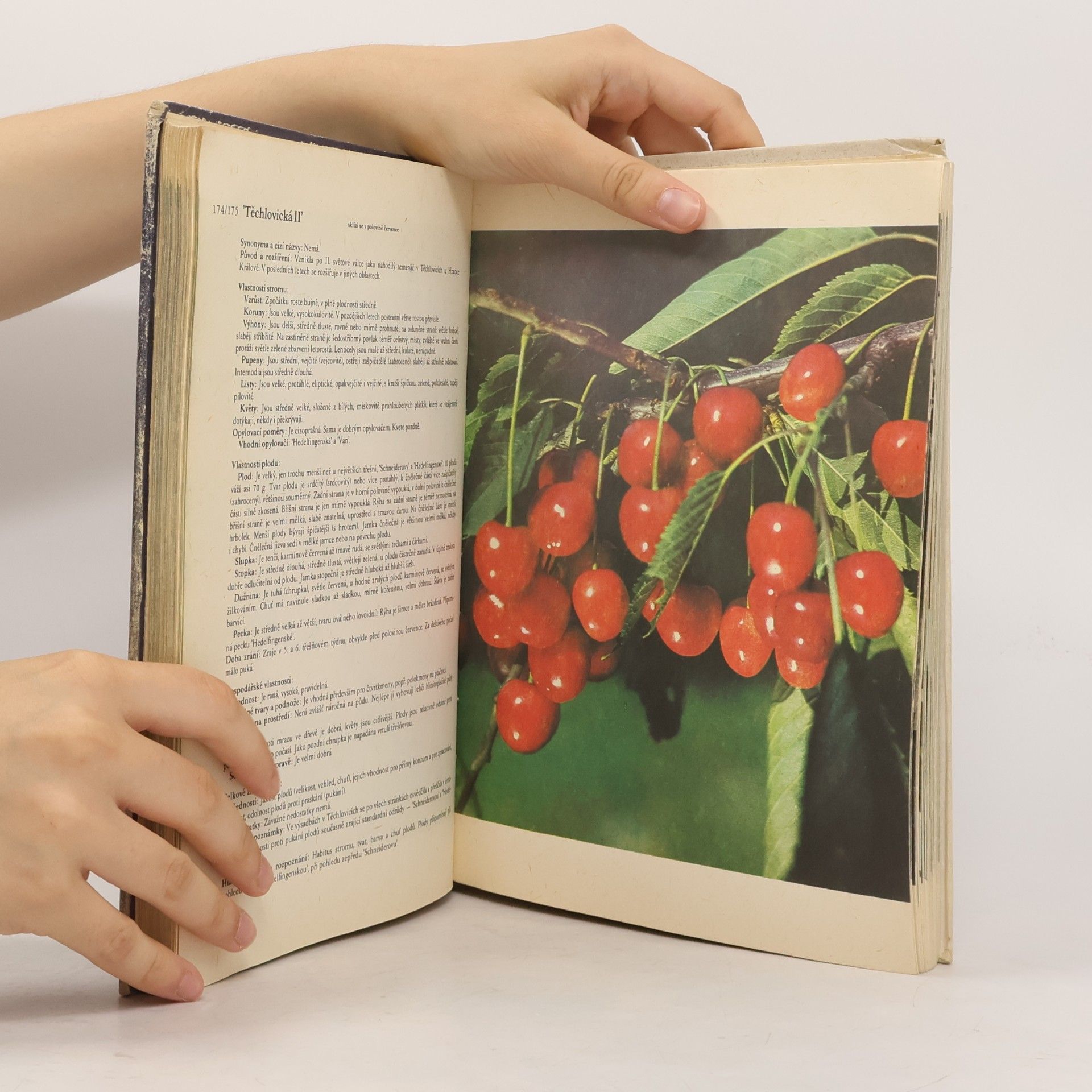 Antonín Dvořák Atlas odrůd ovoce